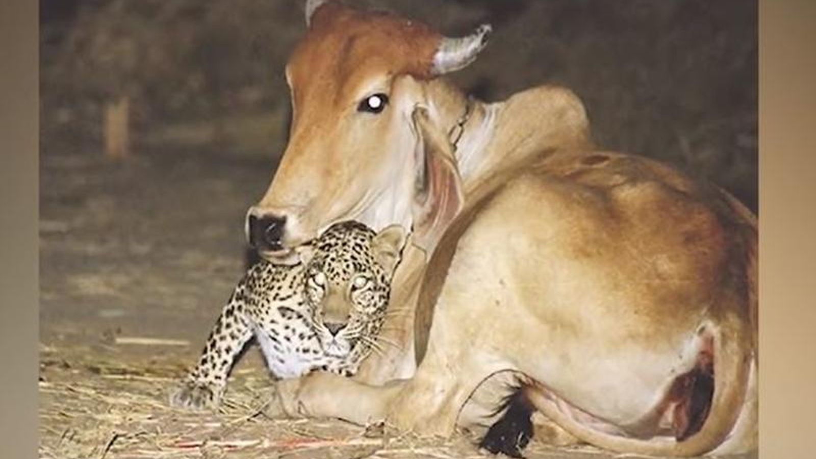 la amistad entre el leopardo y la vaca