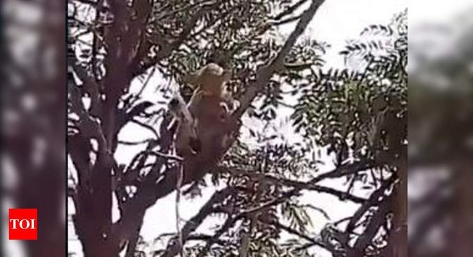 Uno de los monos captados con muestras de sangre