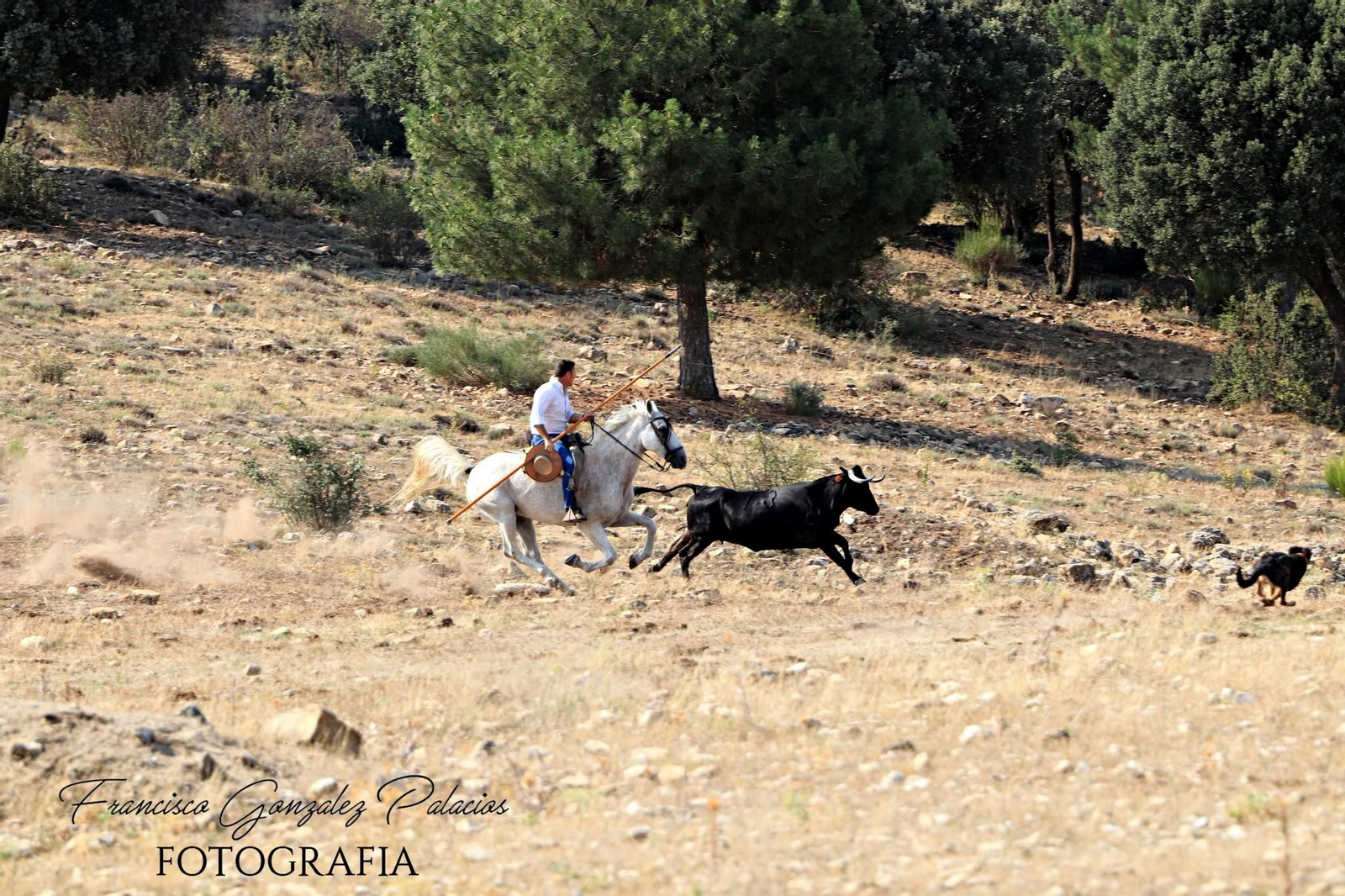 Saltos y fintas de vértigo en los encierros de Santiago de la Espada, en imágenes