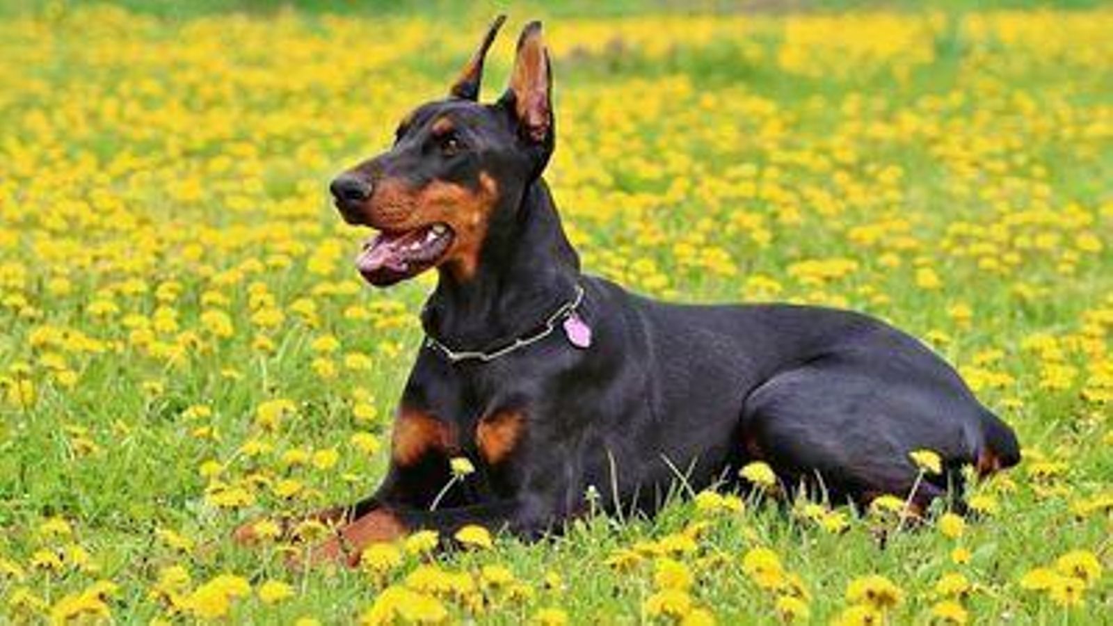 Doberman-Pinscher