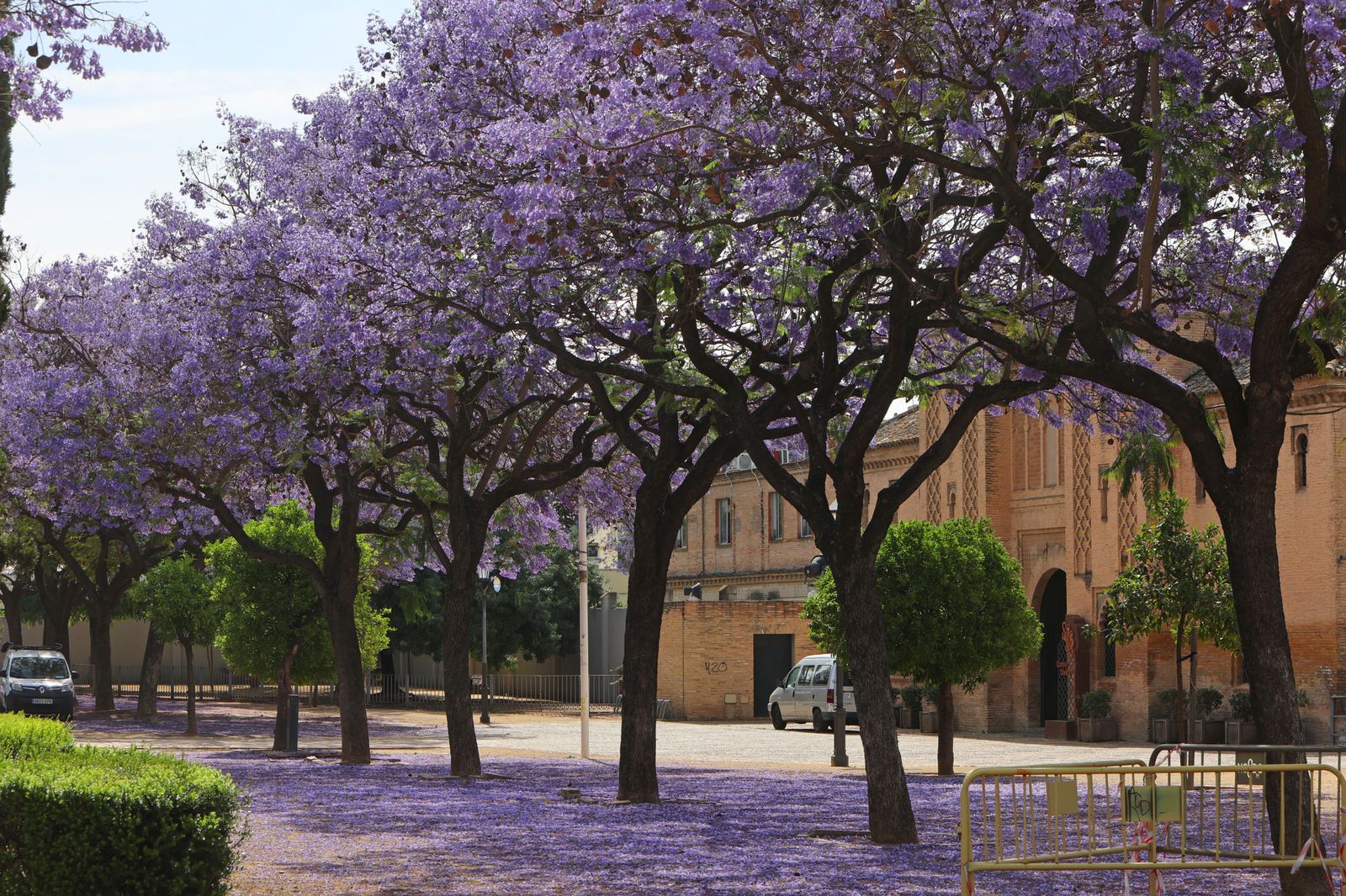 Las jacarandas vuelven a teñir de morado Sevilla