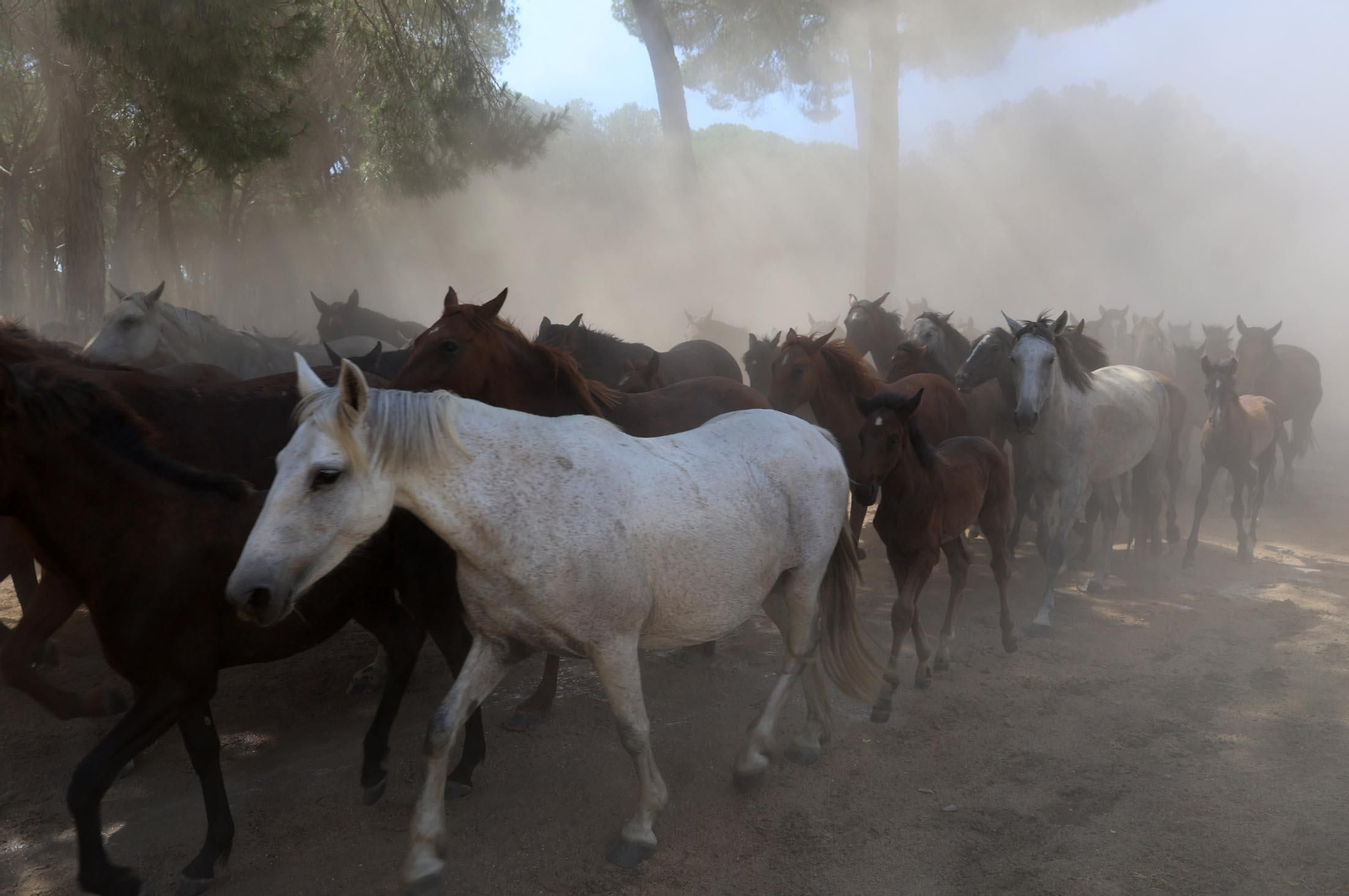 Las mejores imágenes de la Saca de las Yeguas 2025