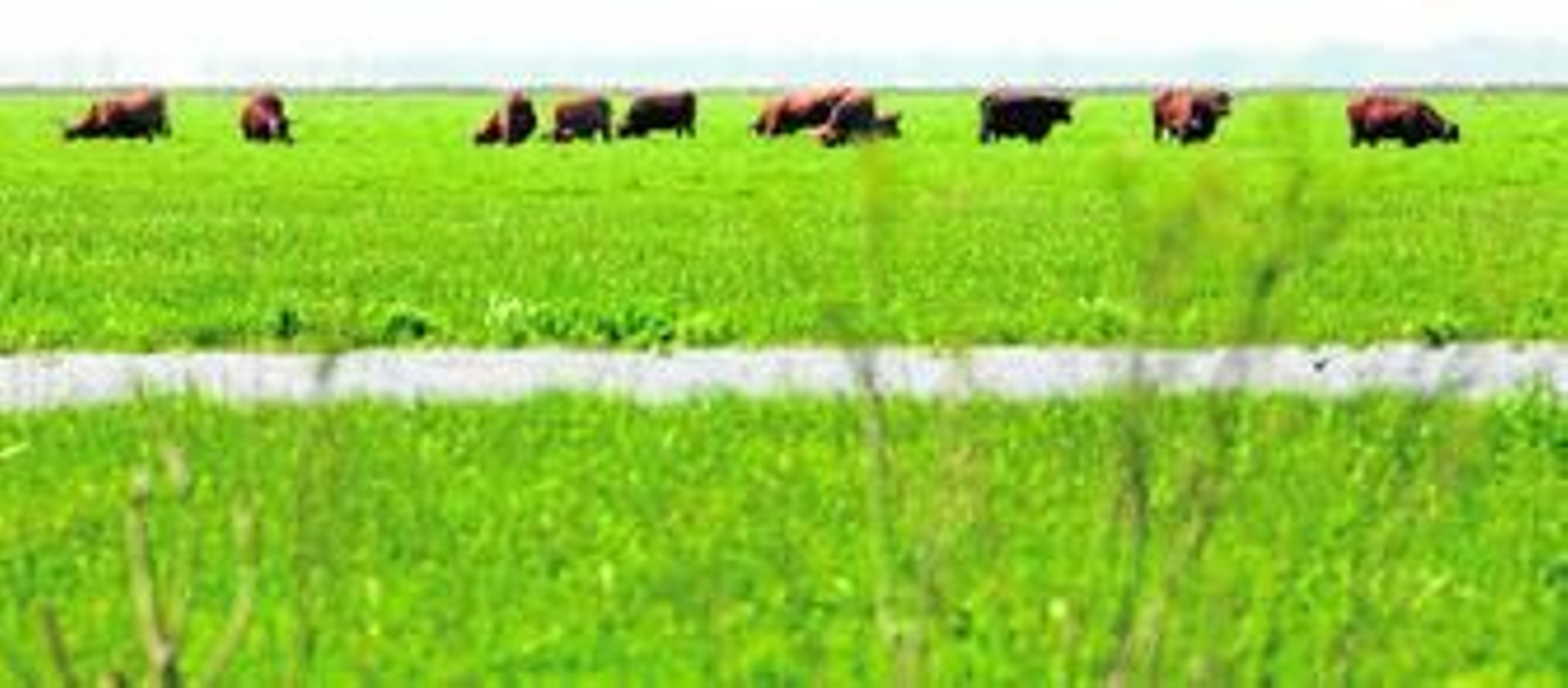 Ganado marismeño pastando en Doñana.