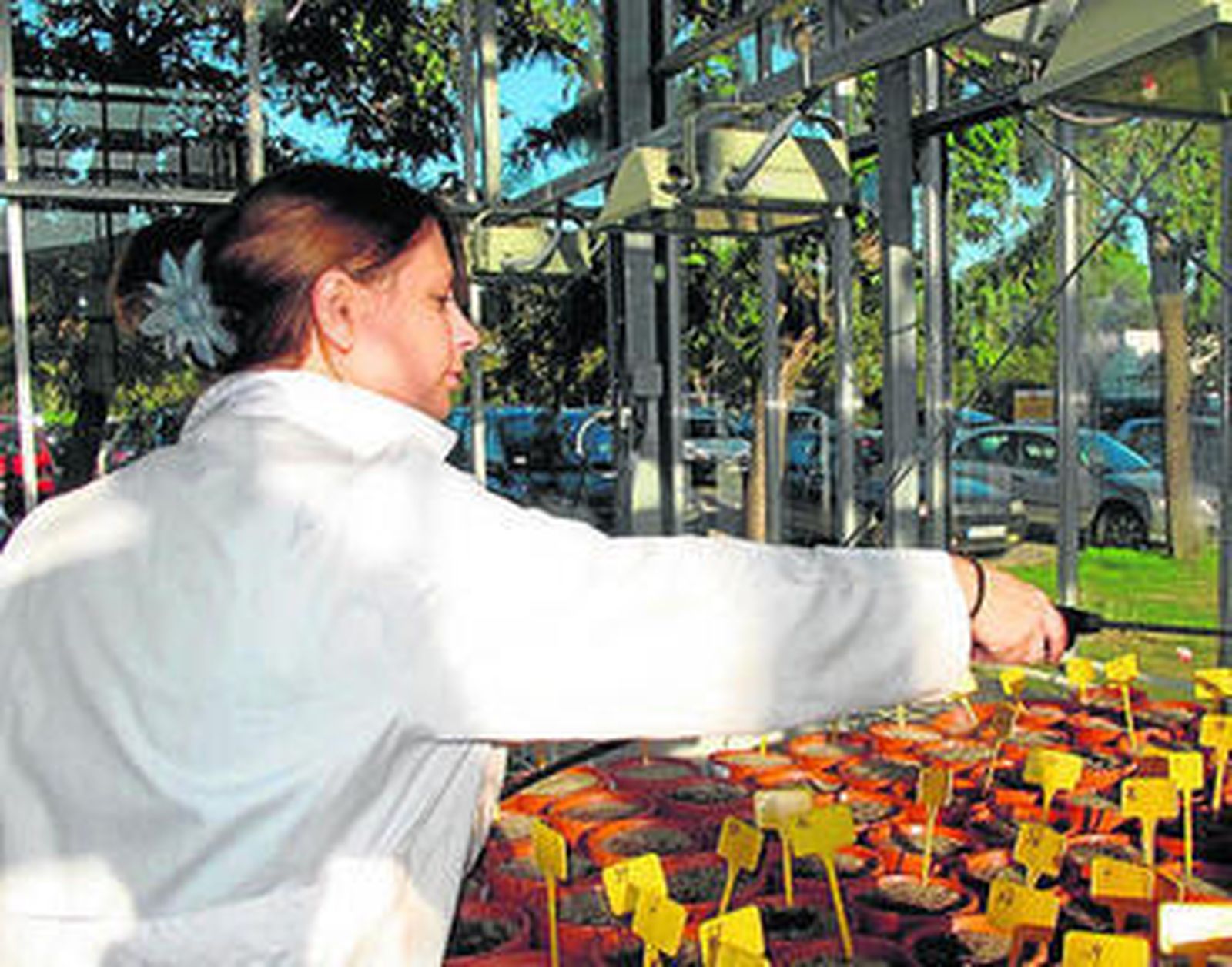 Una de las investigadoras, con las plantas.