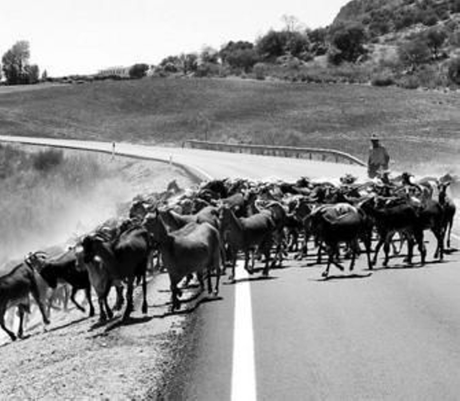 Algunos pastores aún utilizan la honda para cuidar el rebaño, como éste que cruza una carretera.