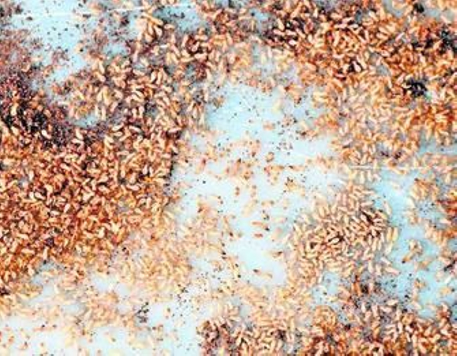 Imagen de las termitas que han obligado a cerrar dos aulas en el colegio José María Pemán.