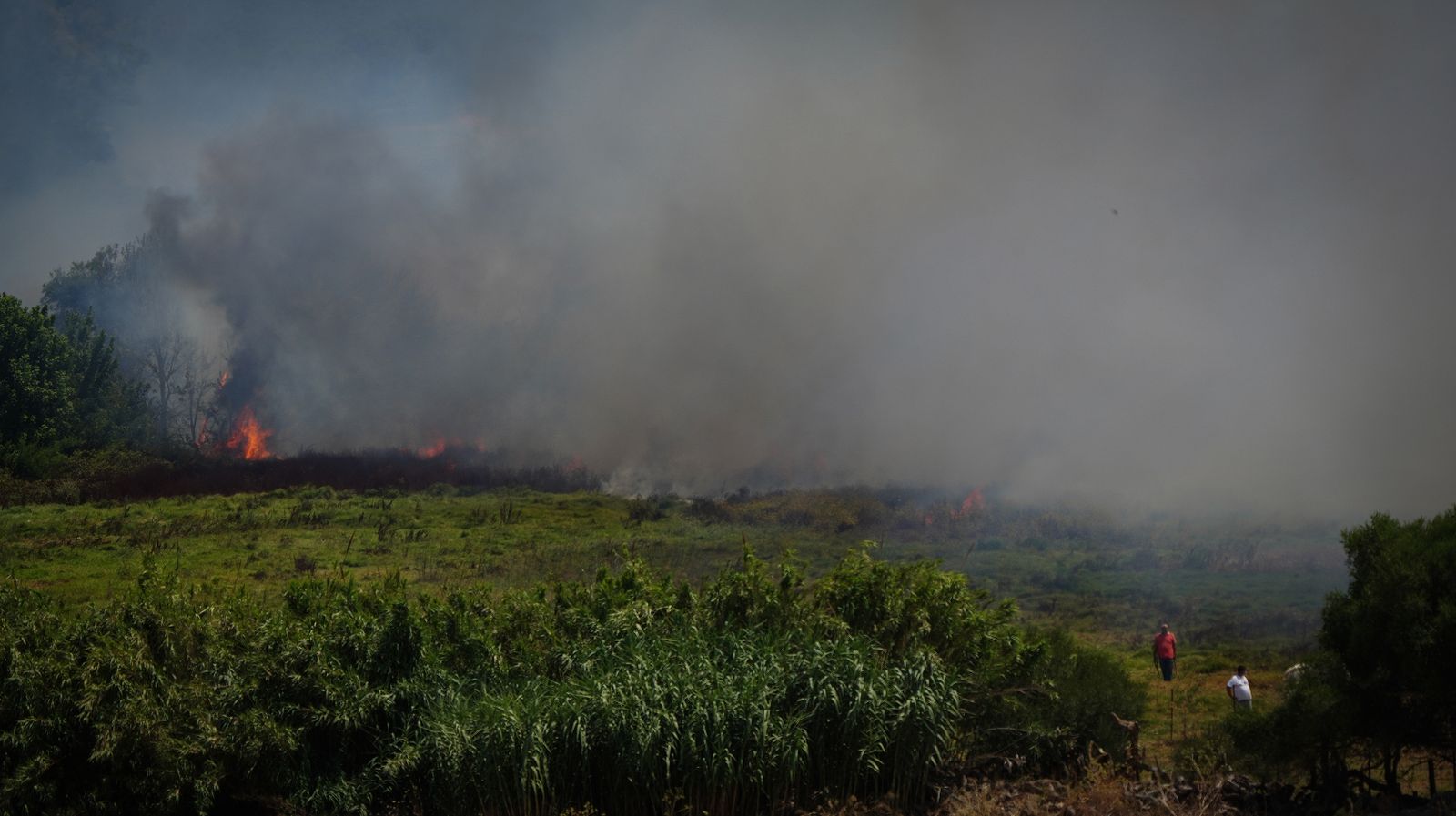 Así fue la salvación de las llamas de una manada de caballos en La Teja