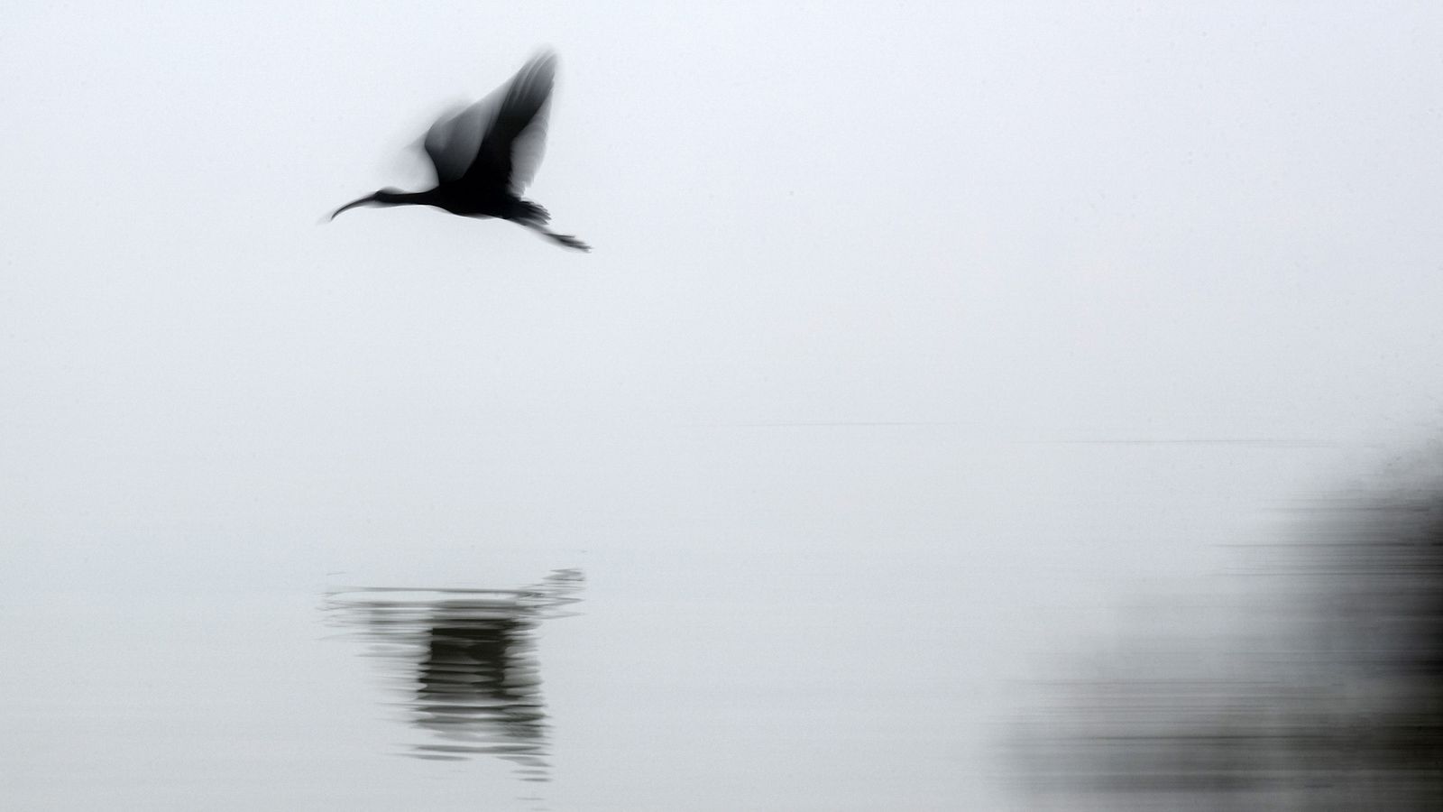 Entre las actividades, destaca el taller de anillamiento científico.
