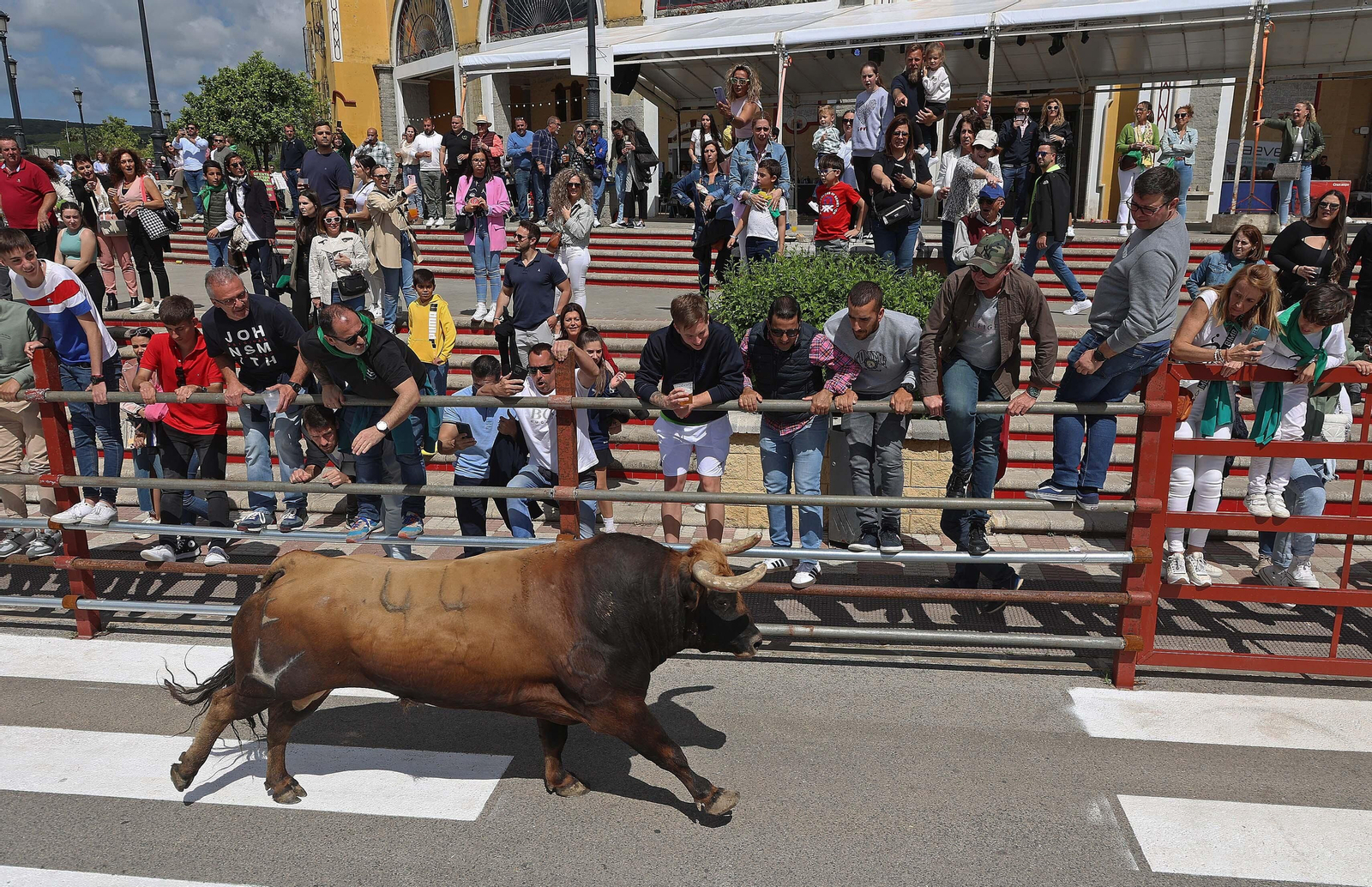 Las mejores fotos del Toro Embolao de Los Barrios 2024