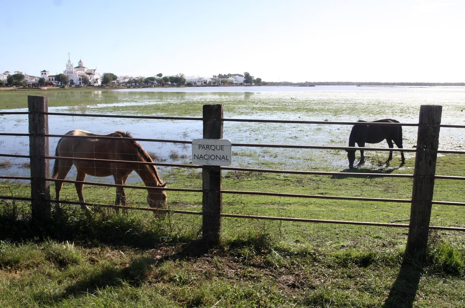 Estado de las marismas de Doñana después de las ultimas lluvias en la aldea de El Rocío.