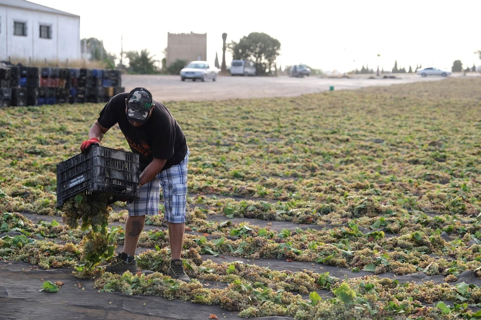La vendimia en una pasera de Montilla-Moriles, en fotografías
