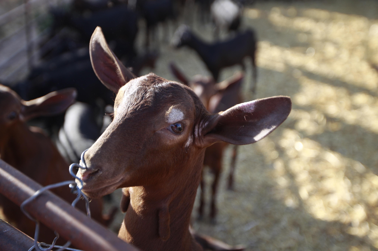 Cati Guirao, una ganadera hecha a sí misma, en imágenes