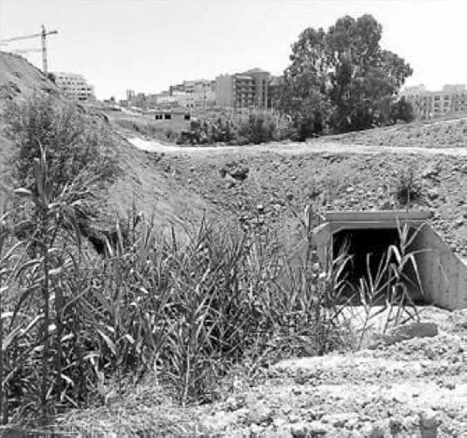 Arroyo afectado por la obra.