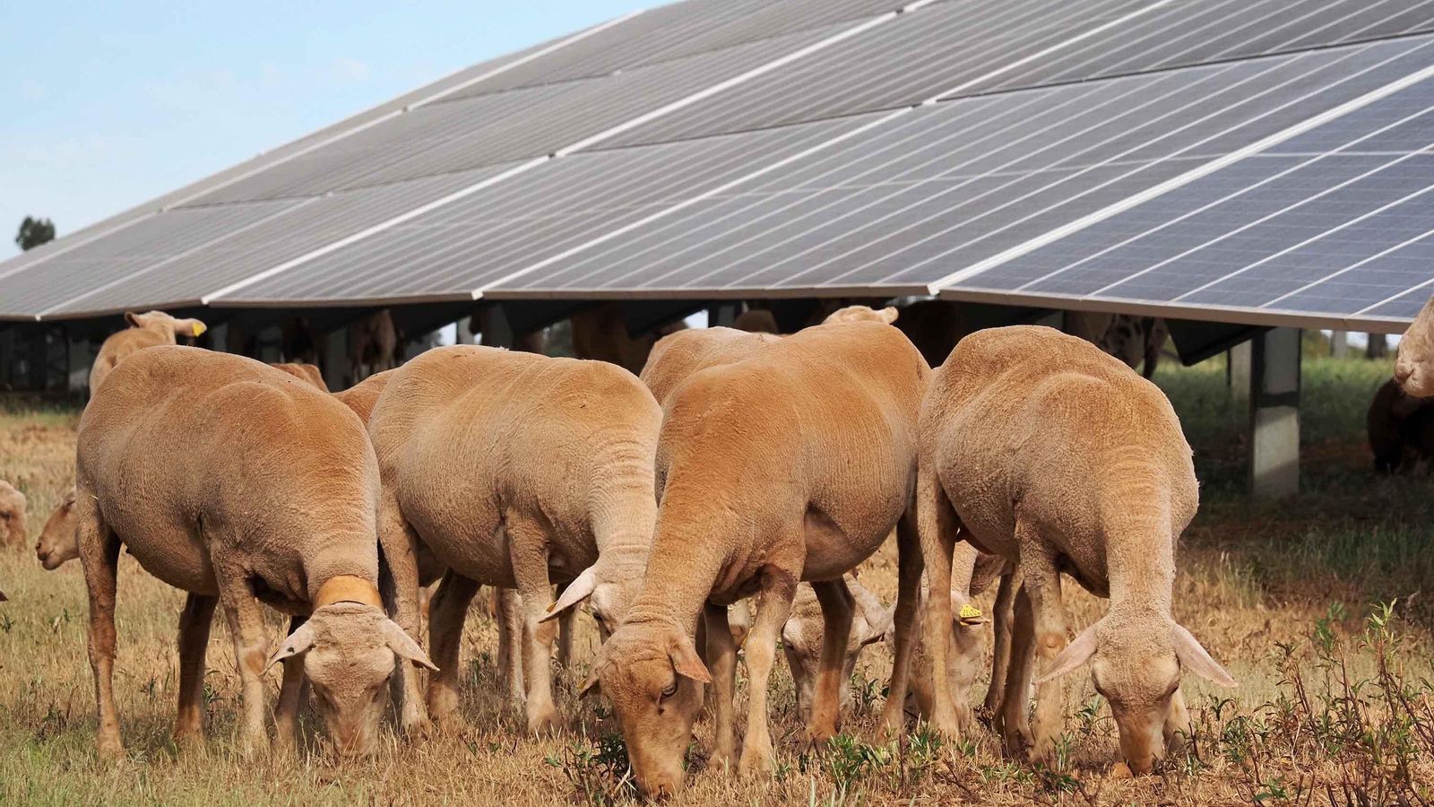 Las ovejas son las mejores 'desbrozadoras' naturales de pastos