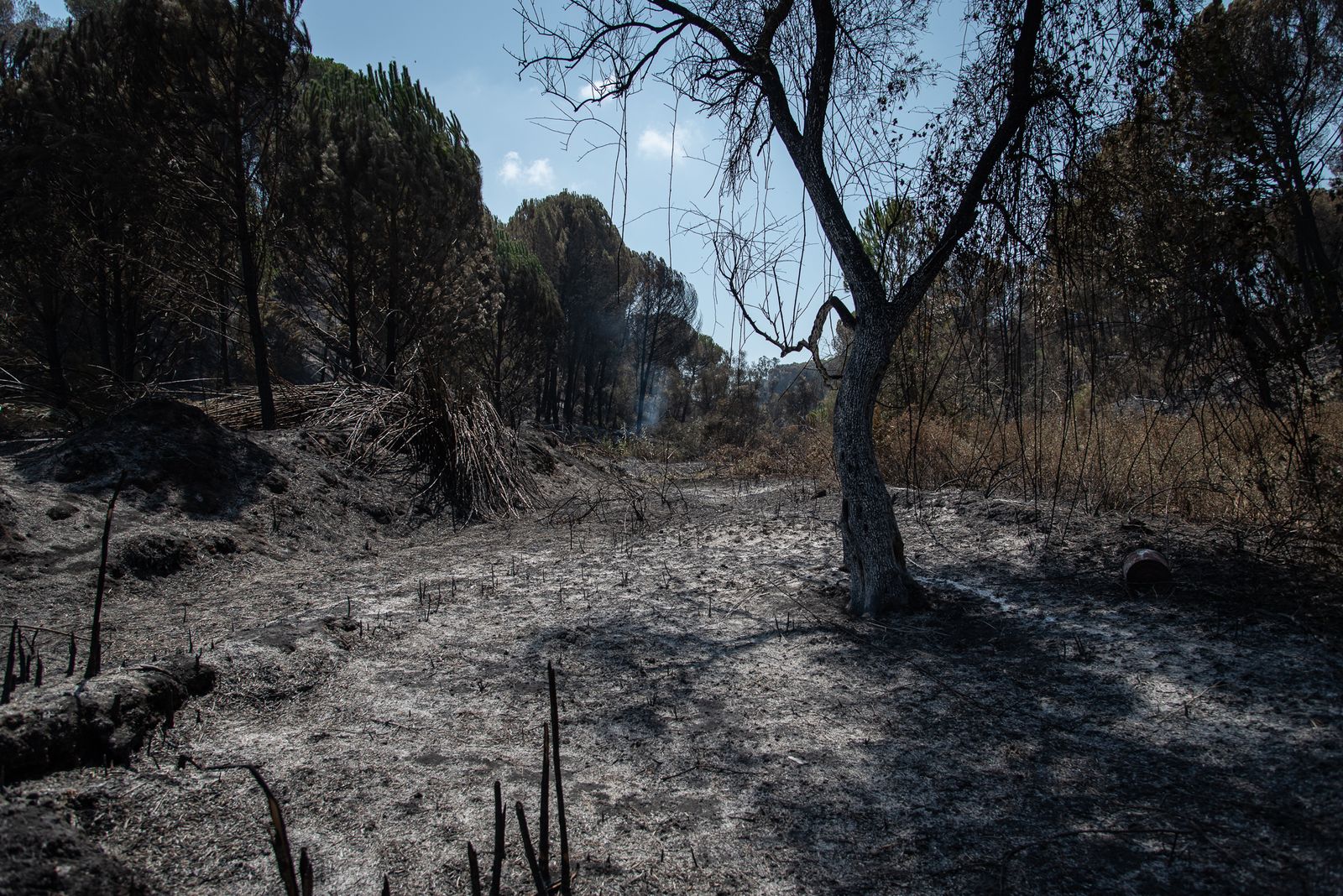 Zona del paraje calcinada por las llamas