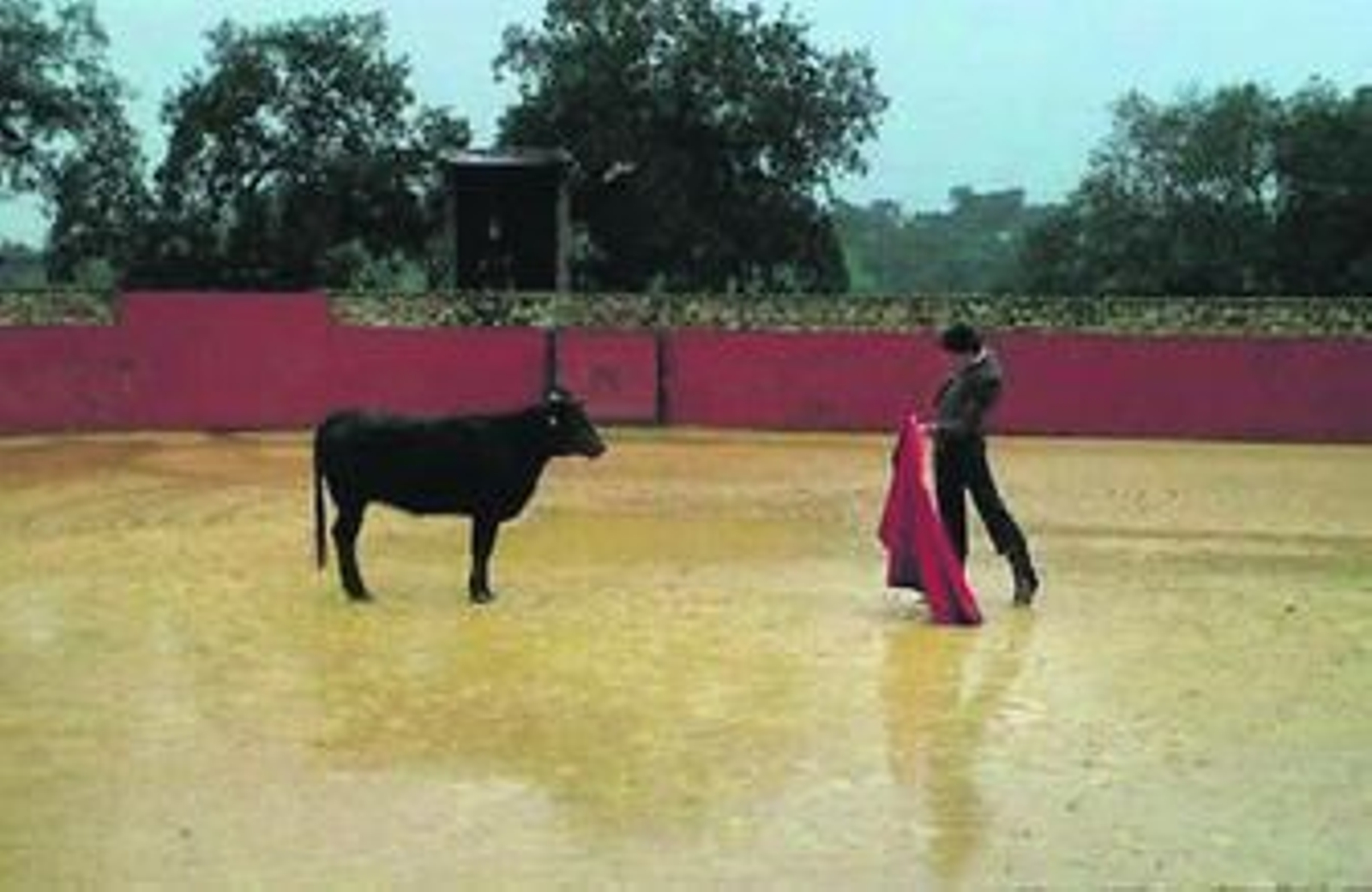Oliva Soto, citando en la plaza de tientas de Buenavista, en una faena con el ruedo encharcado.