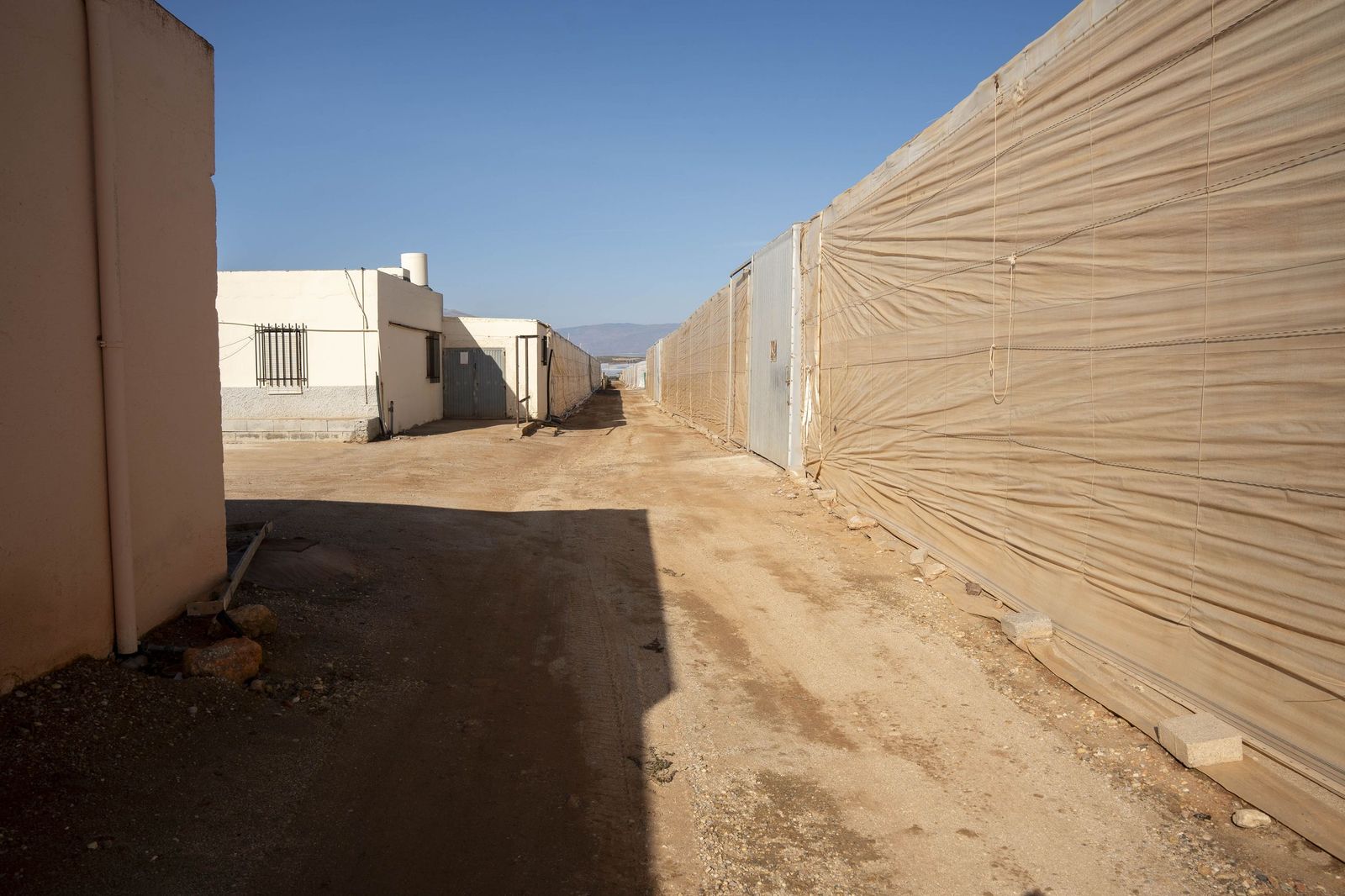 La primavera se planta en invierno entre sandías y tomates almerienses