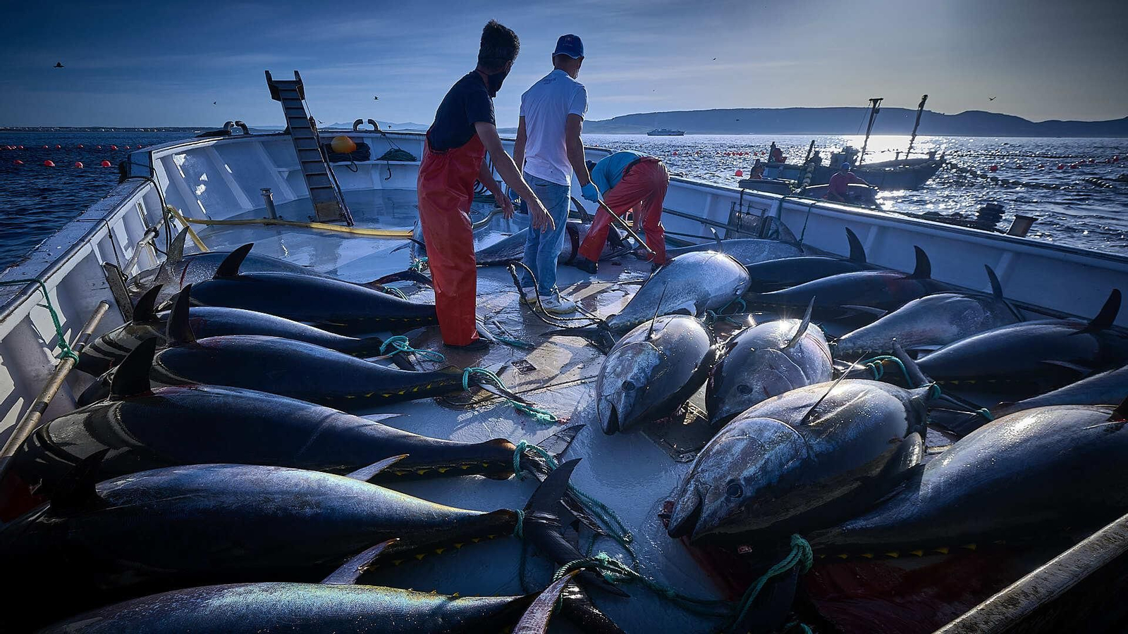 Atunes en la cubierta de la nave de transporte.