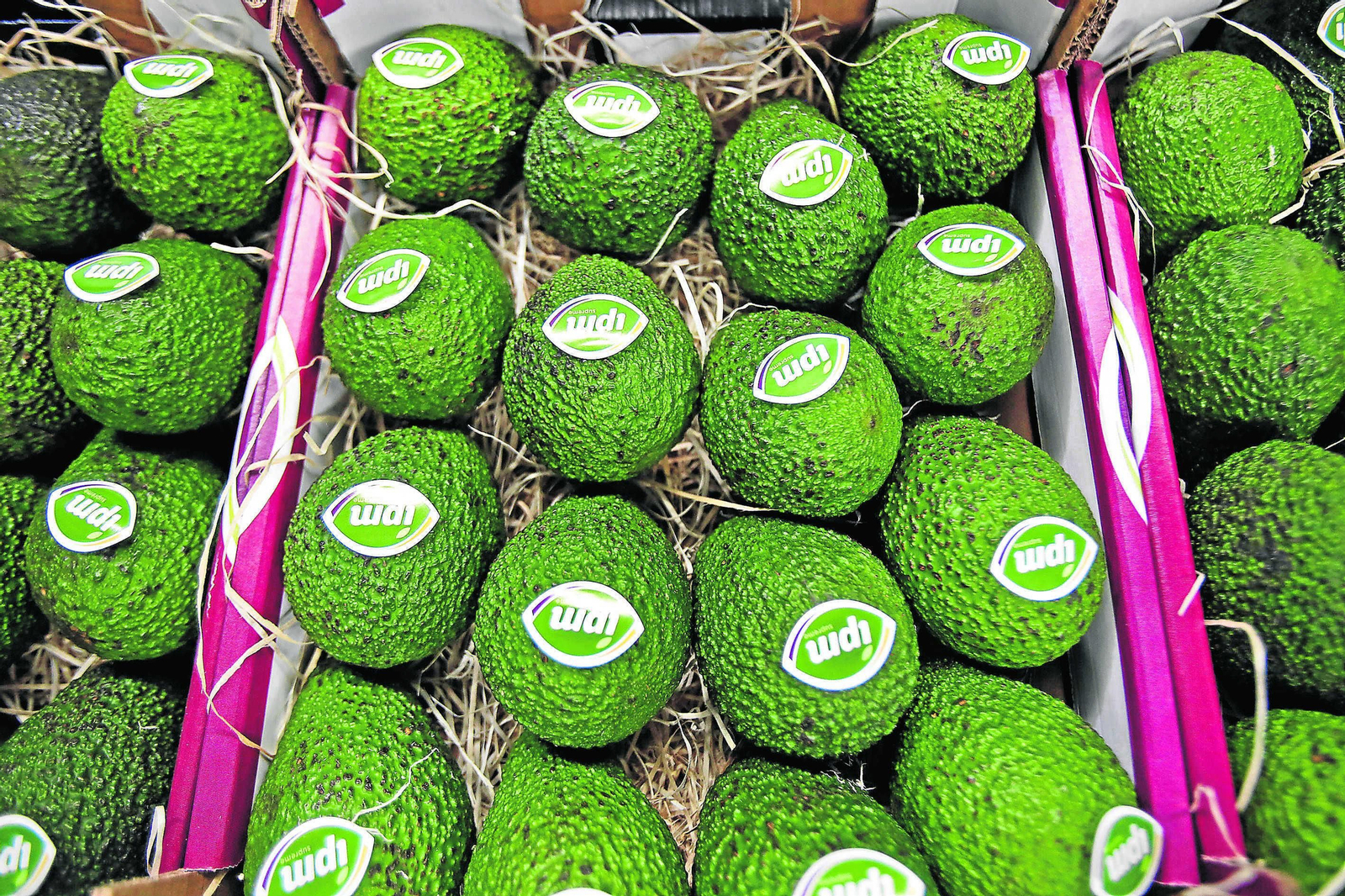 Aguacates de San Martín del Tesorillo.