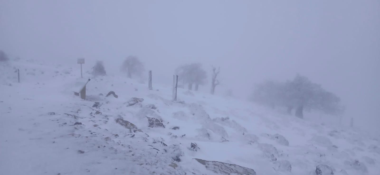 El Parque Nacional Sierra de las Nieves cubierto por la helada, en imágenes