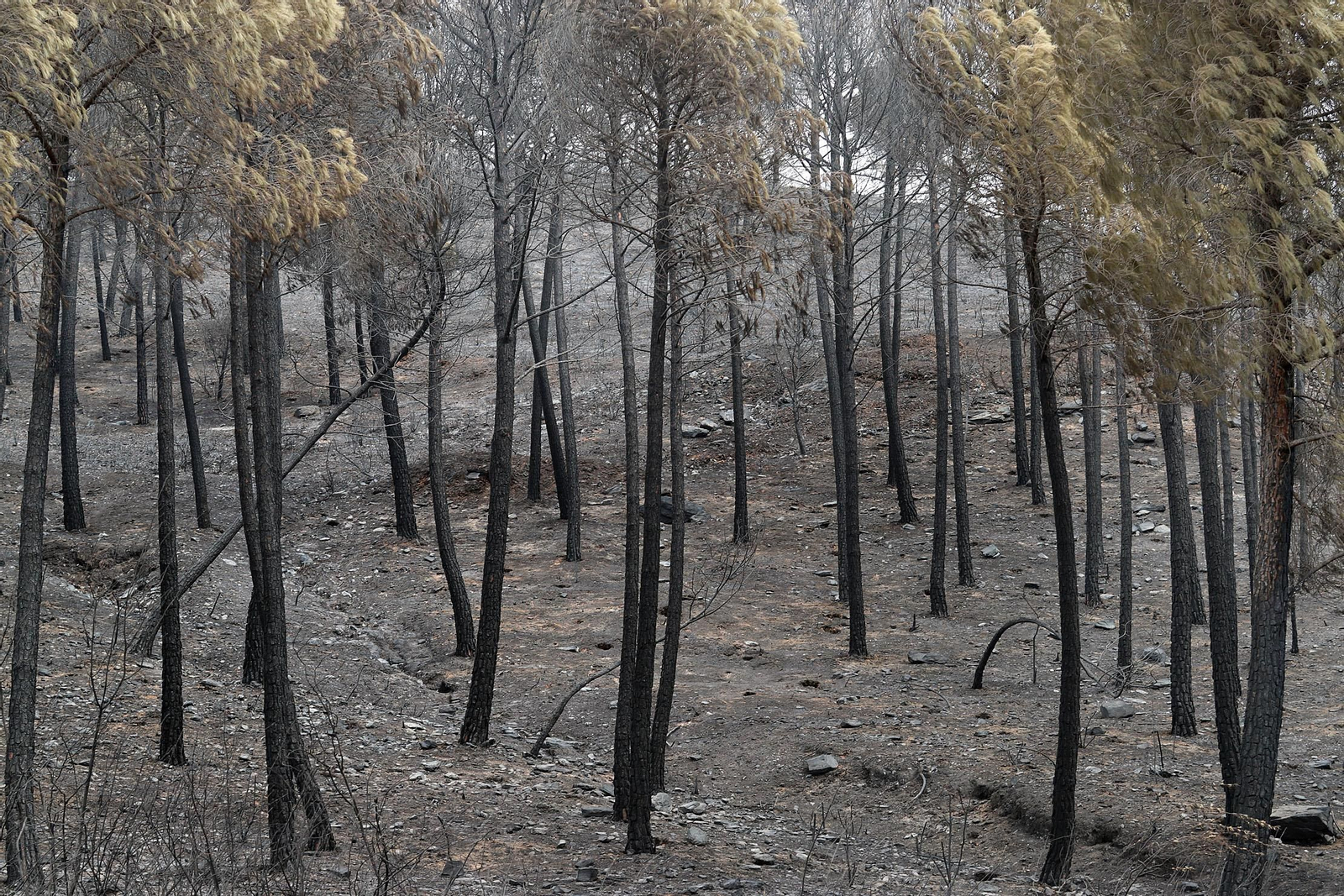Imágenes de la devastación causada en los montes por el incendio de Almonaster la Real