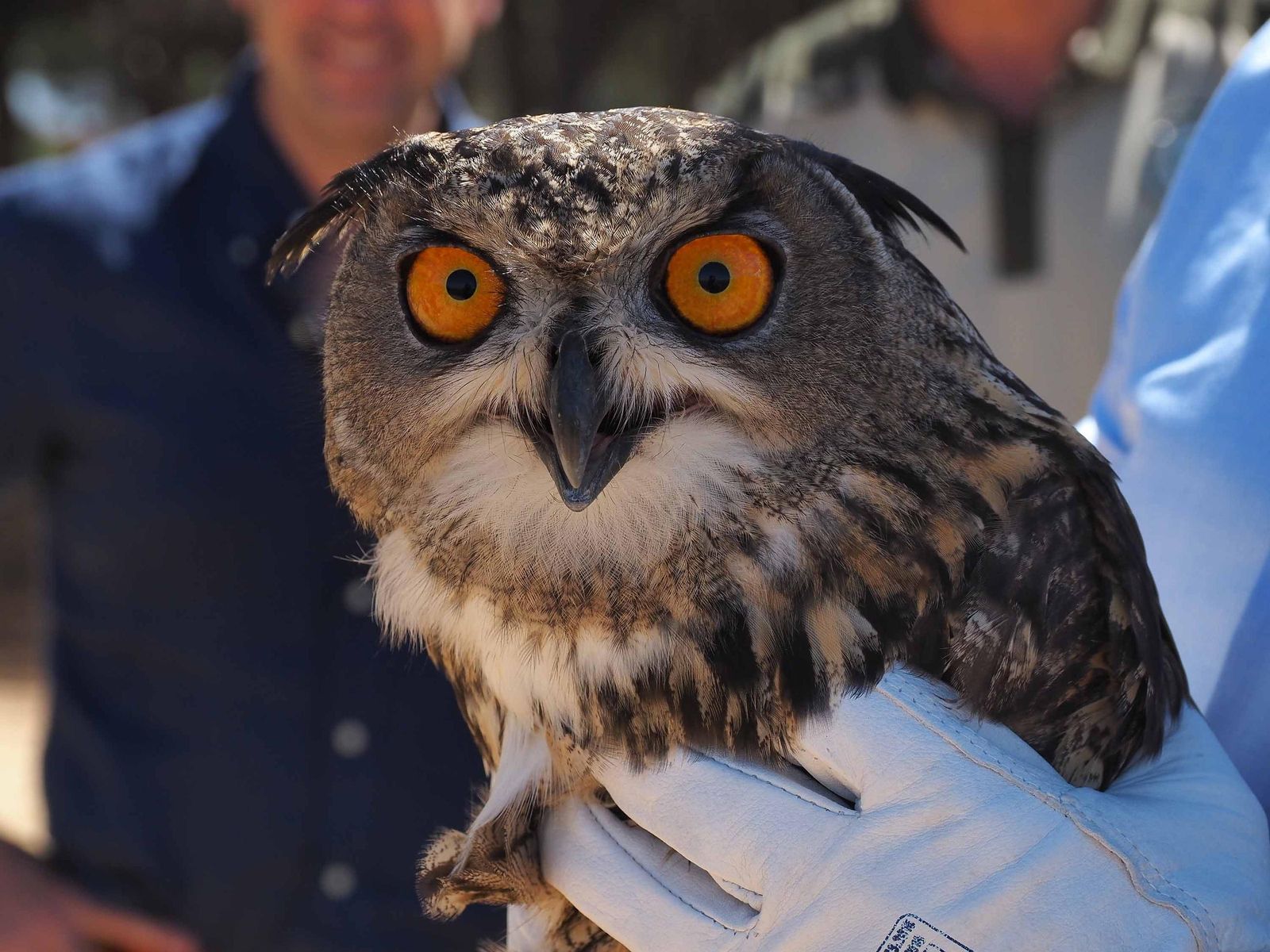 Ejemplar adulto de buho real soltado este miércoles en Isla Cristina