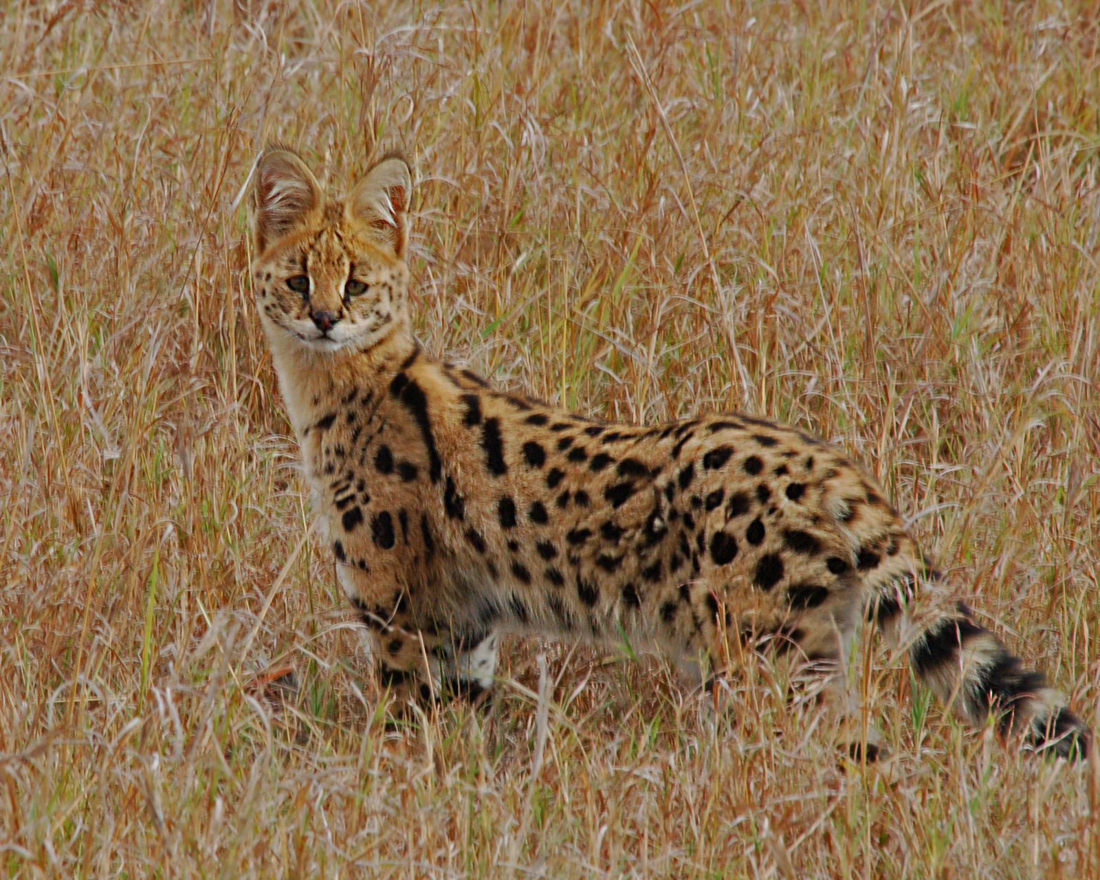 Serval africano.