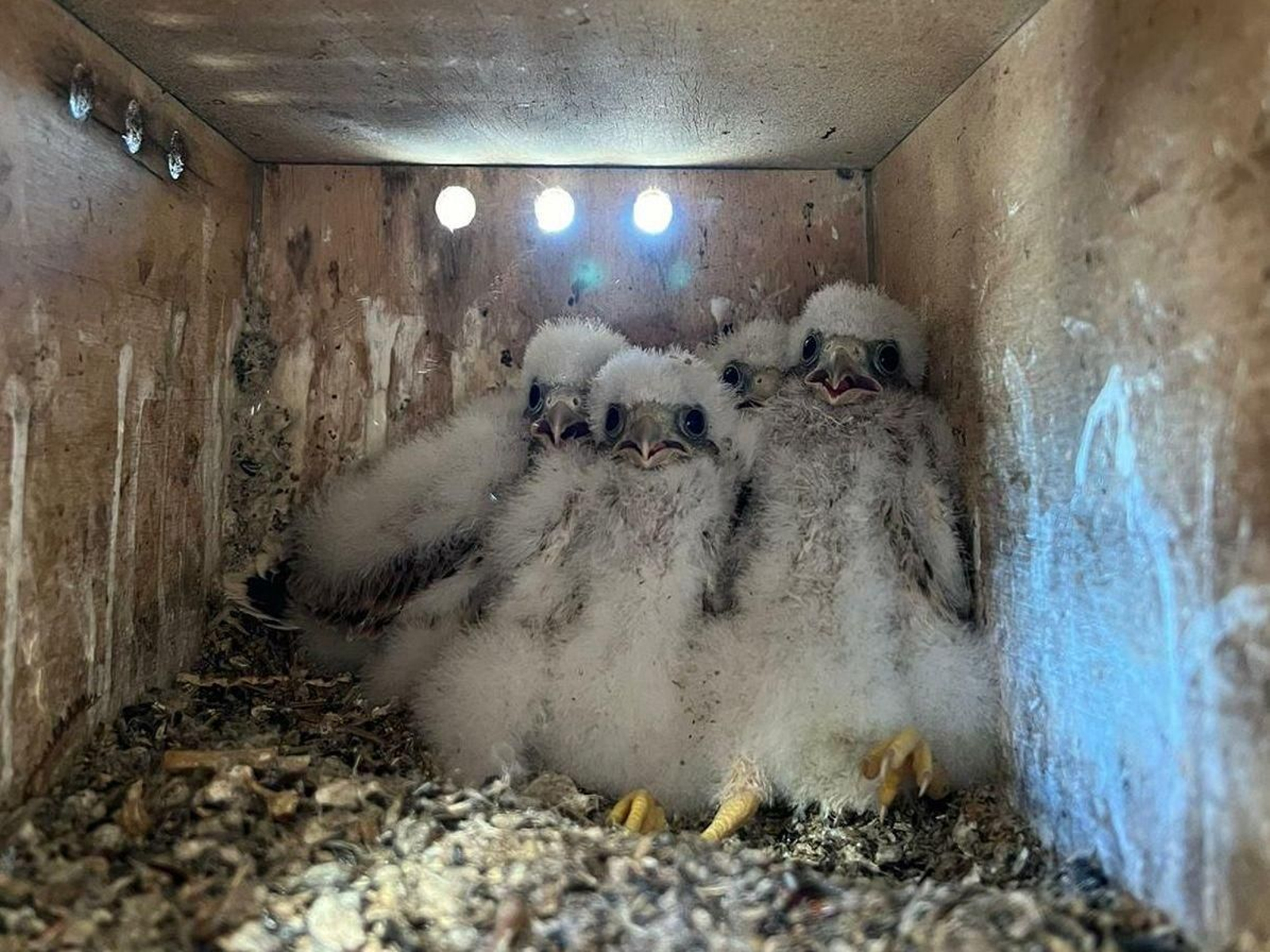 Cuatro polluelos de cernícalo primilla en una de las cajas nido de la iglesia de San Juan de los Caballeros.