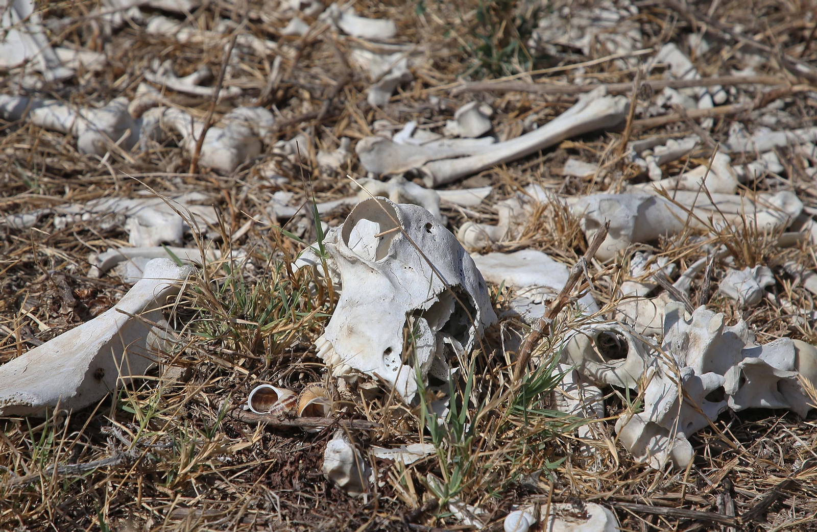 El cementerio ilegal de caballos de Algeciras, en imágenes