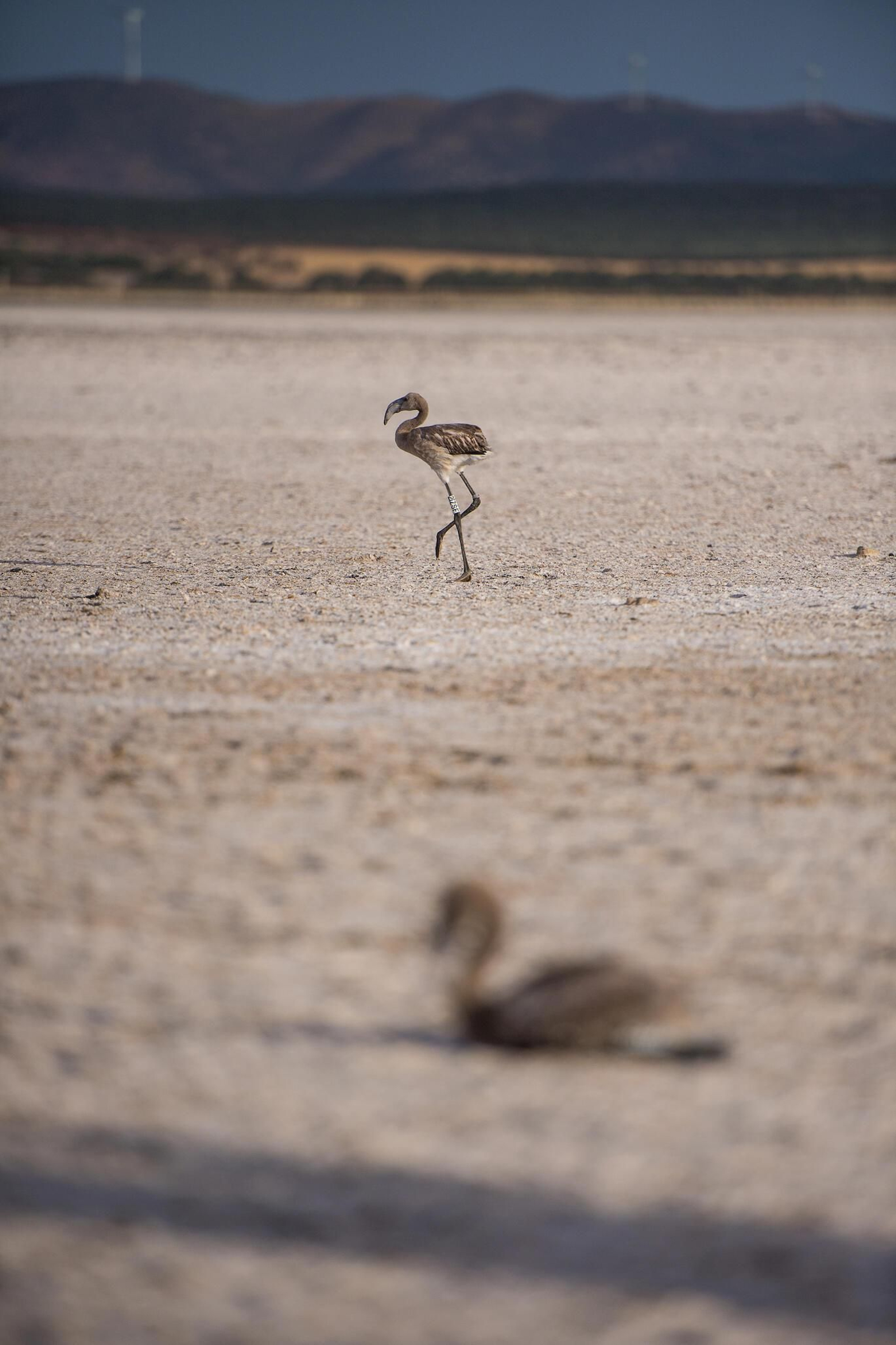 Flamencos en la Laguna de Fuente de Piedra durante el anillamiento (fotos)
