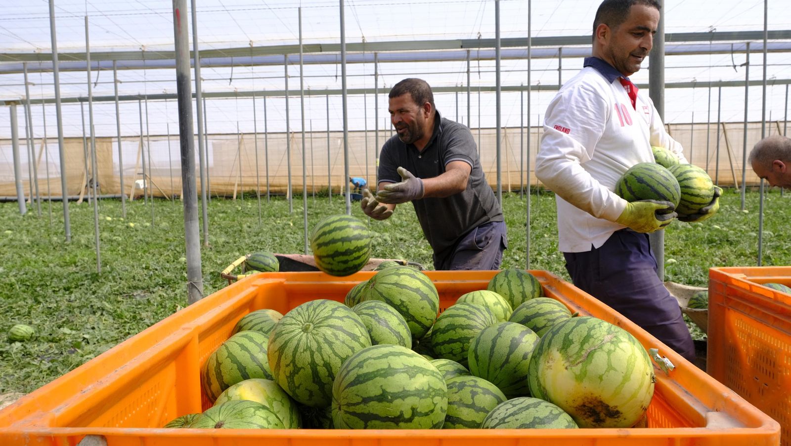 Imágenes de las primeras sandías que salen de Almería esta campaña