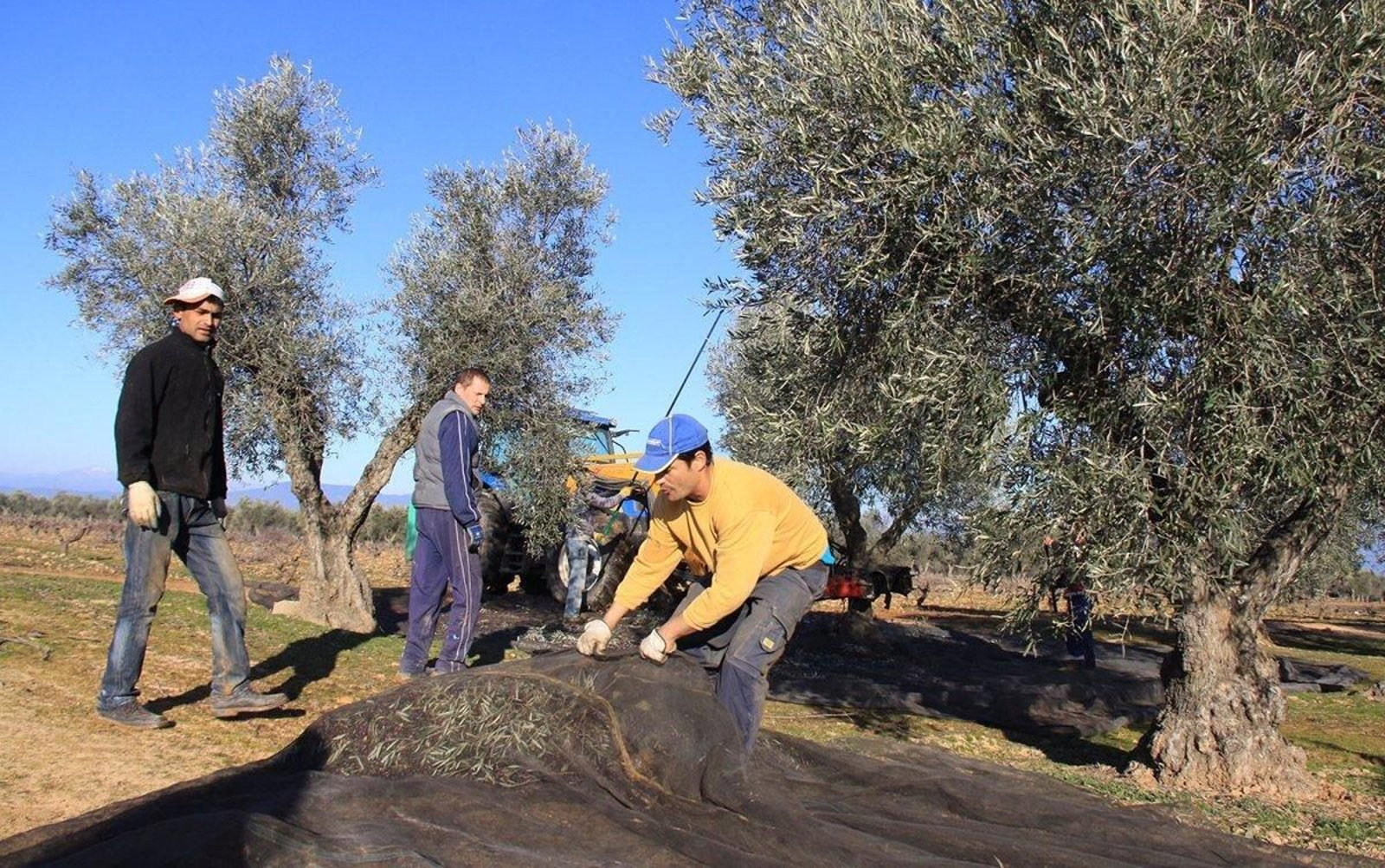 Jornaleros en la aceituna.