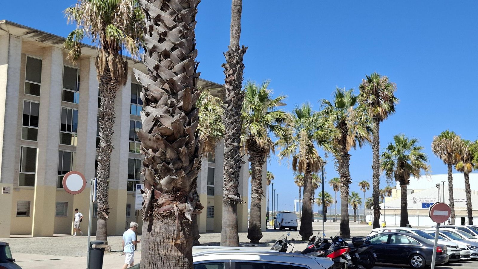 Las palmeras son la especie predominante en zonas como el Paseo Marítimo