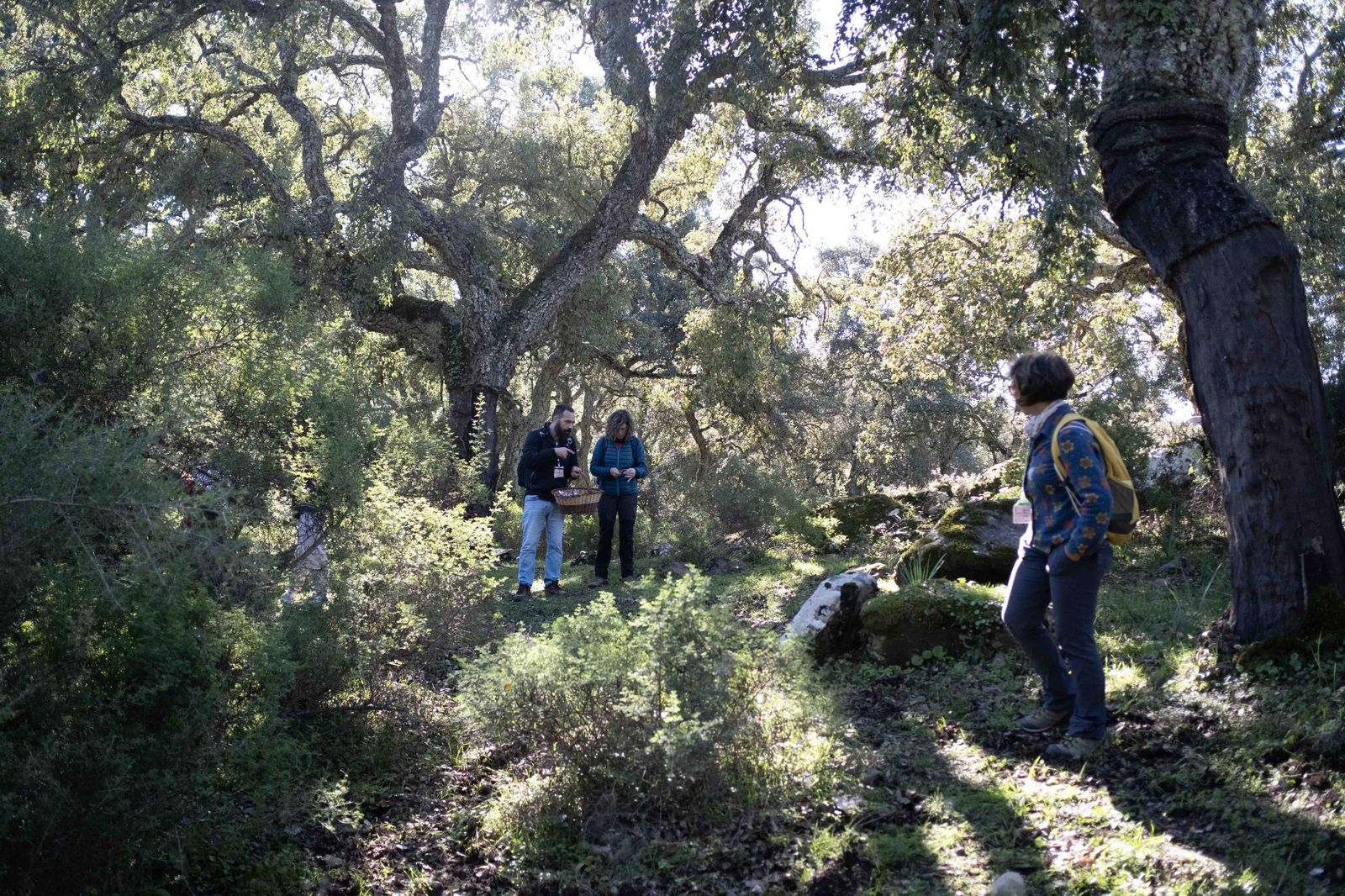 Jornadas micológicas de Cortes de la Frontera, en fotos