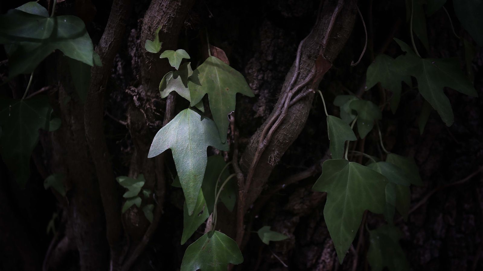 Las mejores fotos de San Carlos del Tiradero