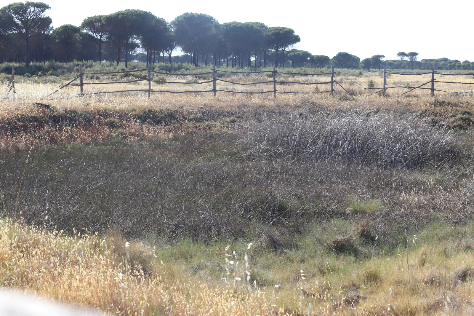 Imágenes del estado en el que se encuentran los caminos del Rocío para la Romería 2023