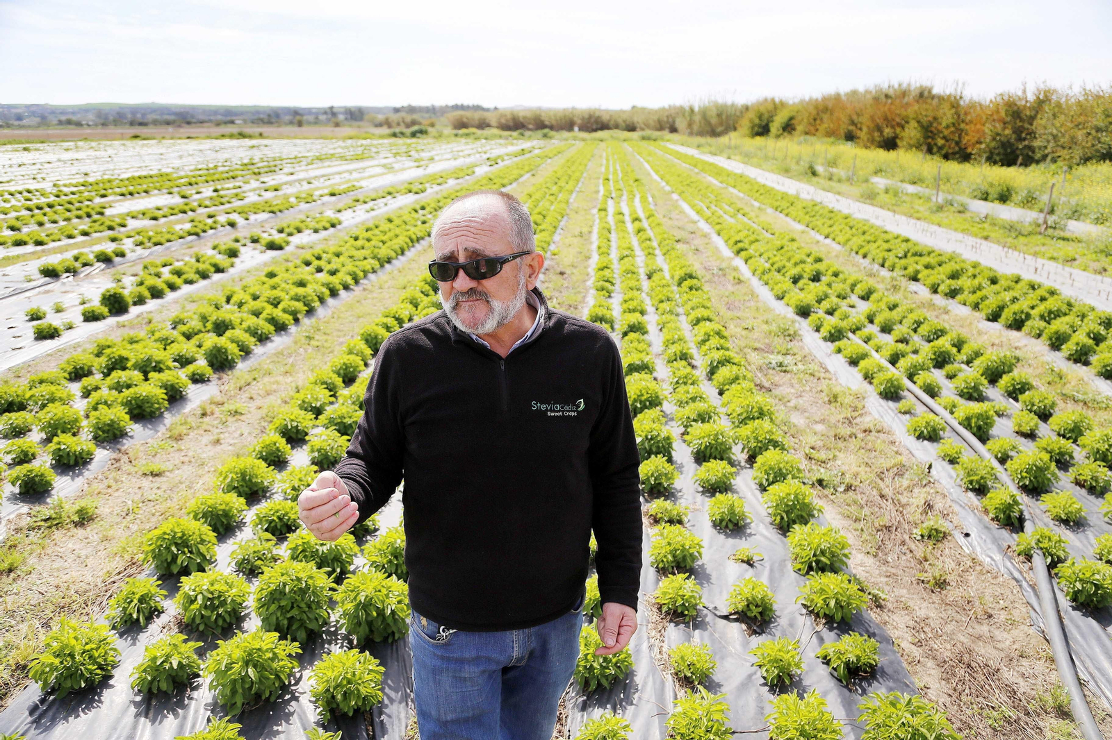 1. Luis Barba, creador de la marca Stevia-Cádiz, en la plantación de la hierba dulce junto a Guadalcacín. 2. La presidenta del Colegio Oficial de Ingenieros Técnicos Agrícolas (Coitand), Manuela Aguilera, junto a Barba en una visita a su parcela. 3. Secadero de hojas y cartel que informa del tipo y práctica de cultivo ecológico de la stevia. 4. Una de las parcelas en Lebrija de la empresa Algosur sembrada con quinoa. Fotos: MANUEL ARANDA.