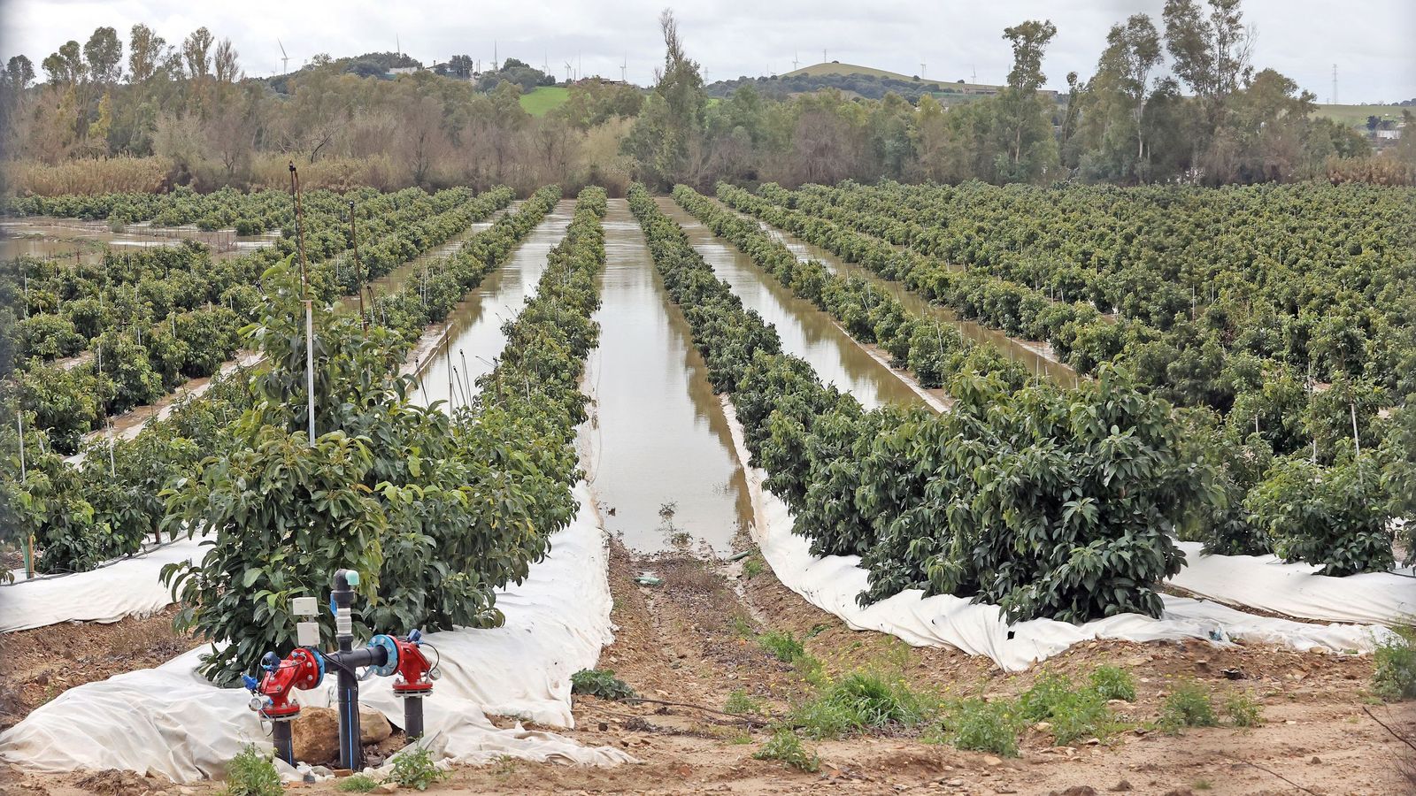 El Guadalete comienza a bajar su nivel poco a poco por la zona rural de Jerez