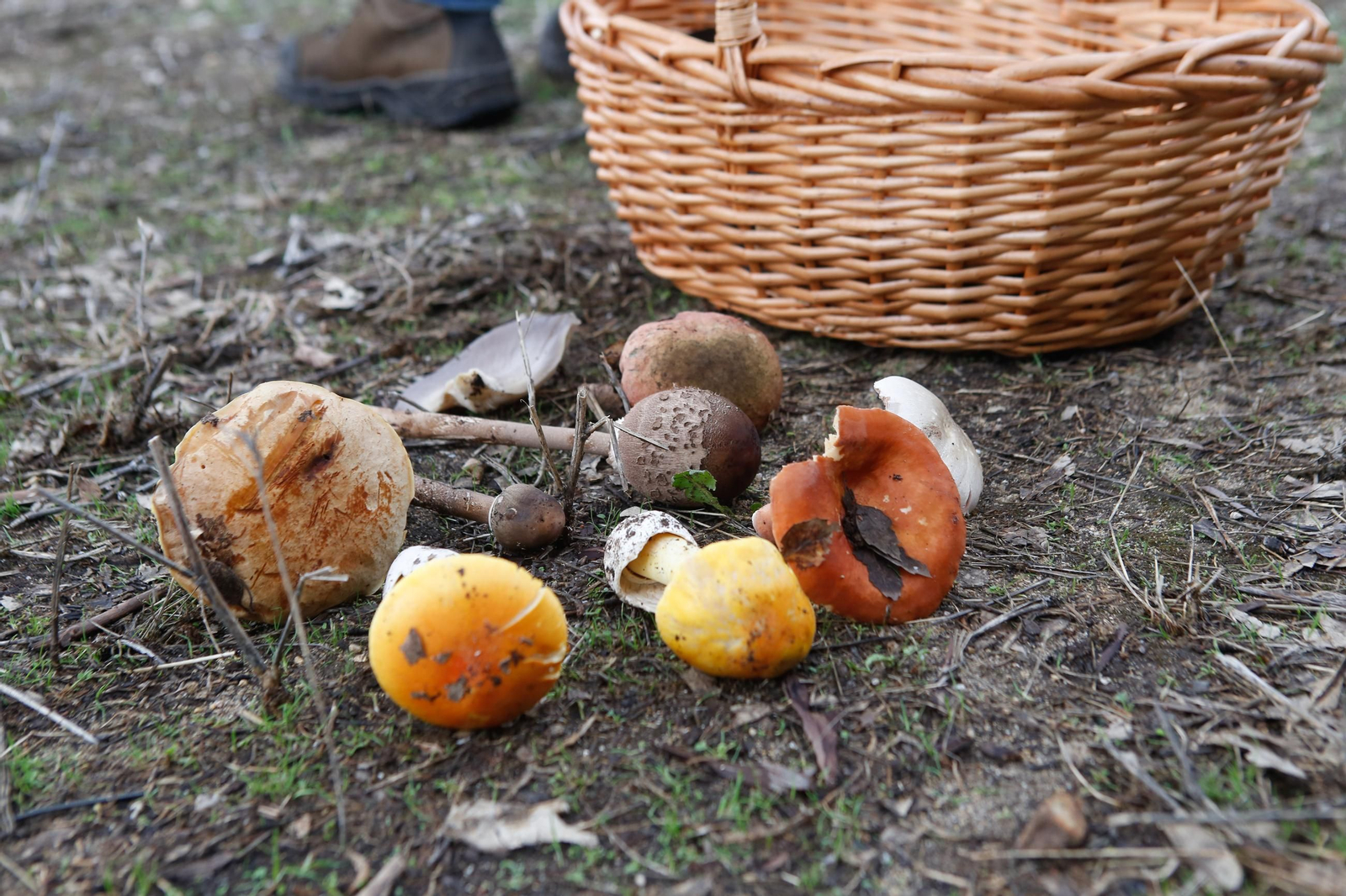 Las fotos de las XII Jornadas Micológicas del Estrecho en Los Barrios