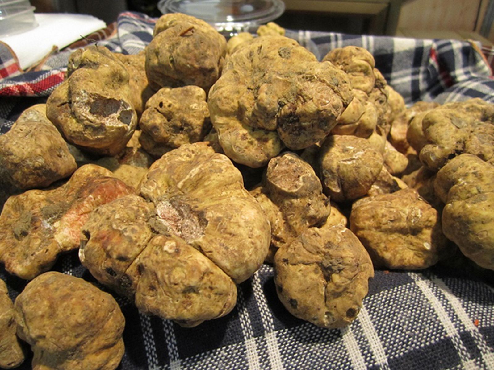 Turmas o trufas blancas del Andévalo.