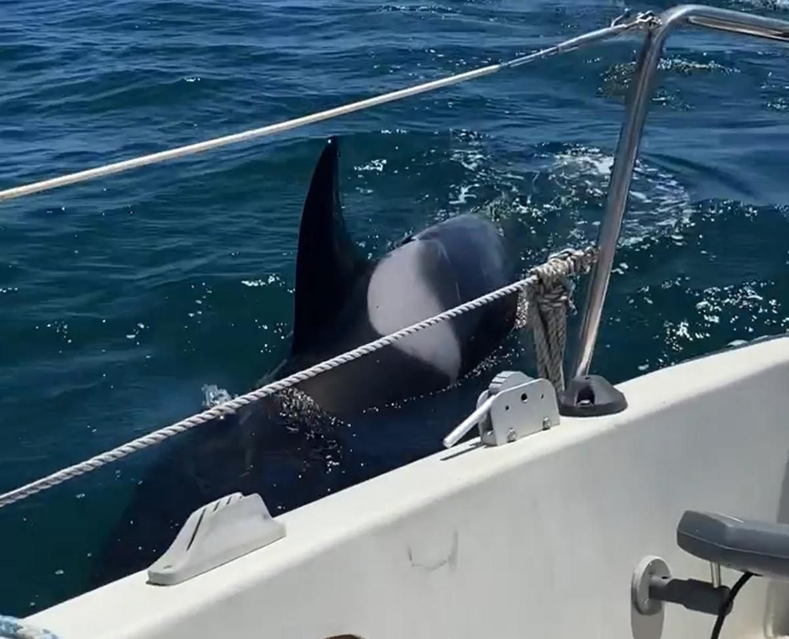 Una de las orcas interactúa con el velero atacado Una de las orcas interactúa con el velero atacado