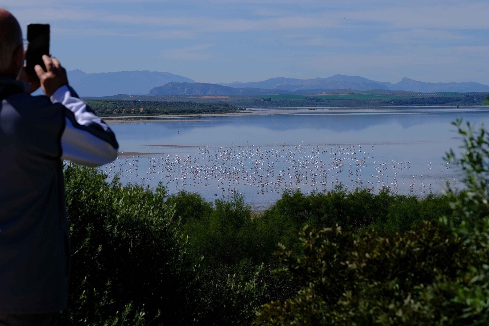 Miles de flamencos llegan a Fuente de Piedra tras las lluvias, en fotos.
