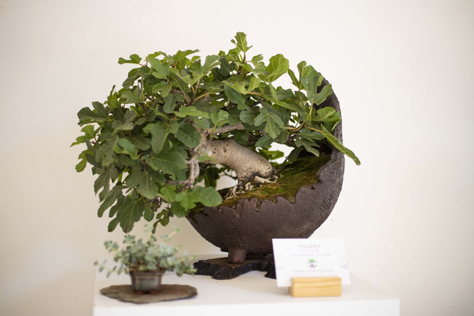 La Exposición de Bonsái de Primavera de Córdoba, en fotografías