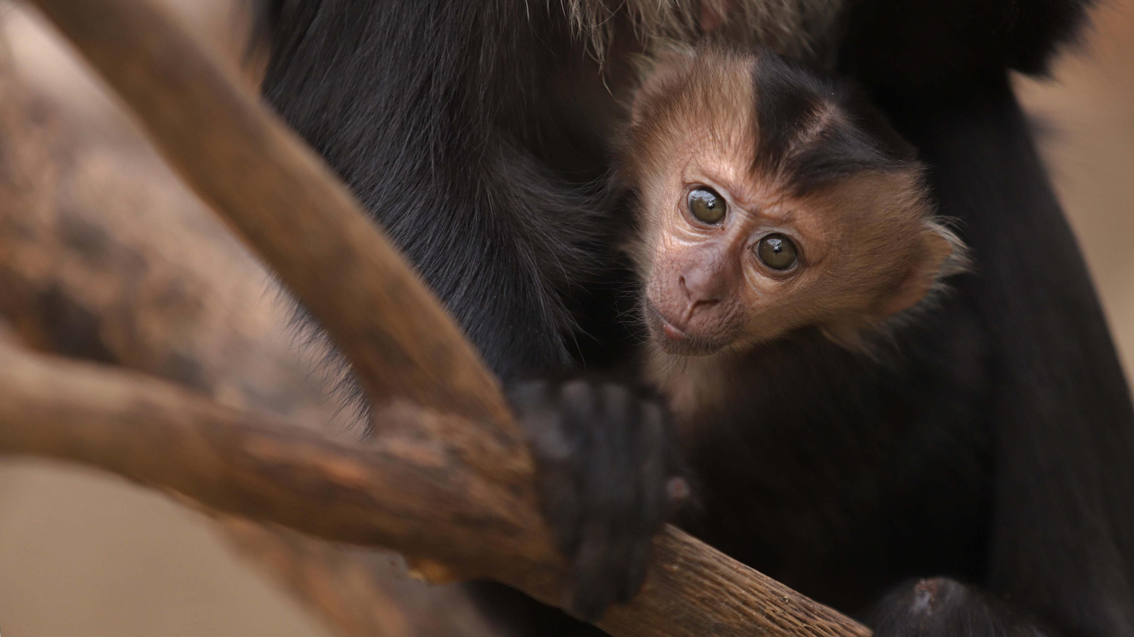 Fotos de los macacos de cola de león del zoo de Castellar