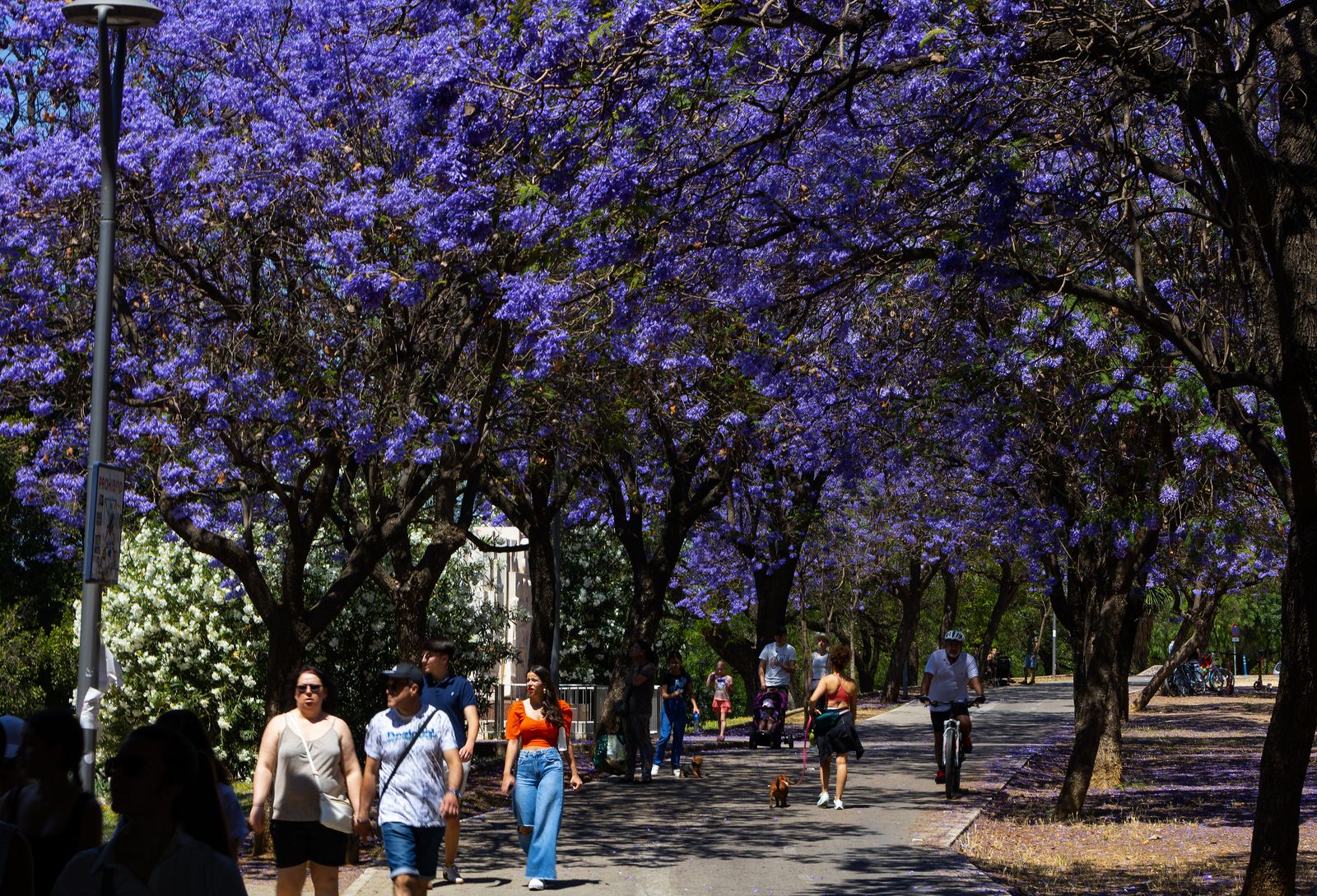 Las jacarandas vuelven a teñir de morado Sevilla
