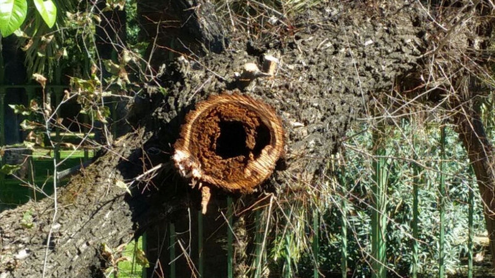 El estado del tronco del olmo desprendido.
