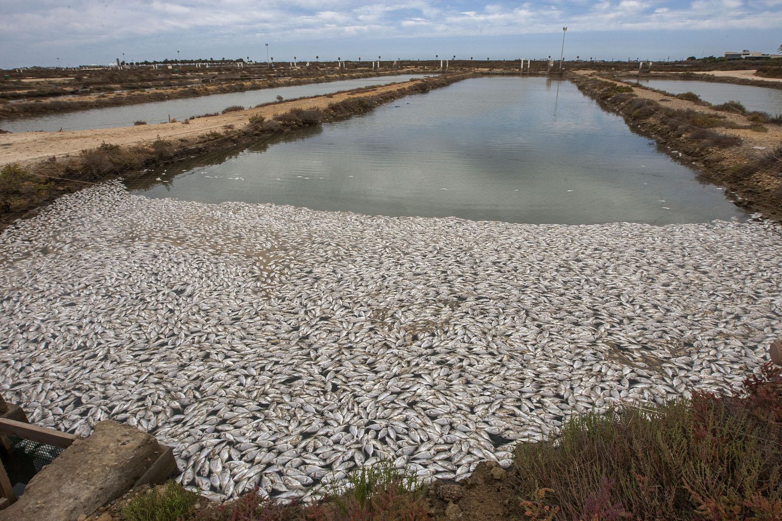 Miles de doradas muertas en una de las balsas de la piscifactoría ubicada en terrenos de la antigua salina La Leocadia, en San Fernando.