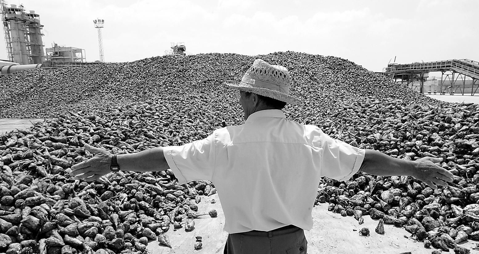 Un trabajador de la azucarera junto a una montaña de remolacha durante la campaña de molturación del cultivo. Un trabajador de la azucarera junto a una montaña de remolacha durante la campaña de molturación del cultivo.
