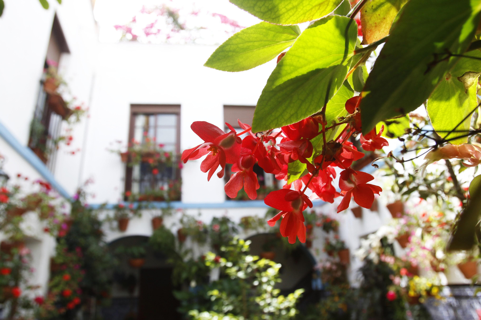 Los Patios de Córdoba en tiempos de crisis: Pedro Fernández, 6