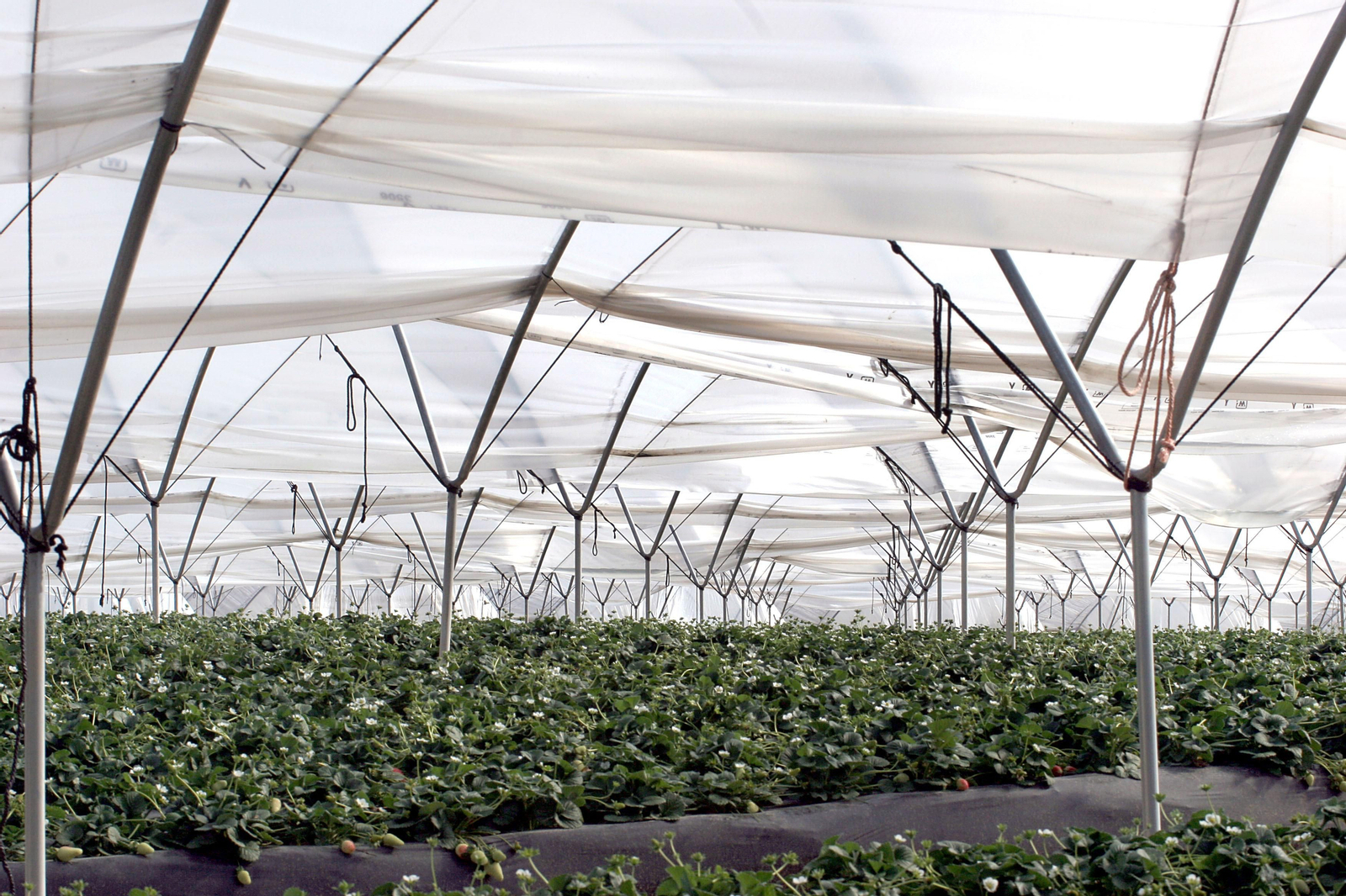 Cultivo de fresa bajo plástico en una finca de la zona de Doñana.